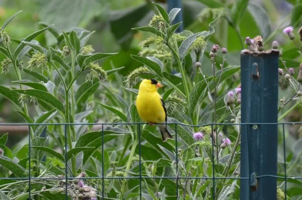 Goldfinch on a fence