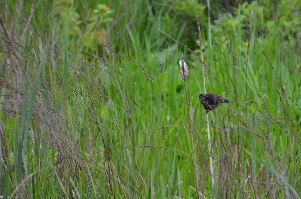 Bird Perched