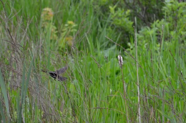 Bird in flight
