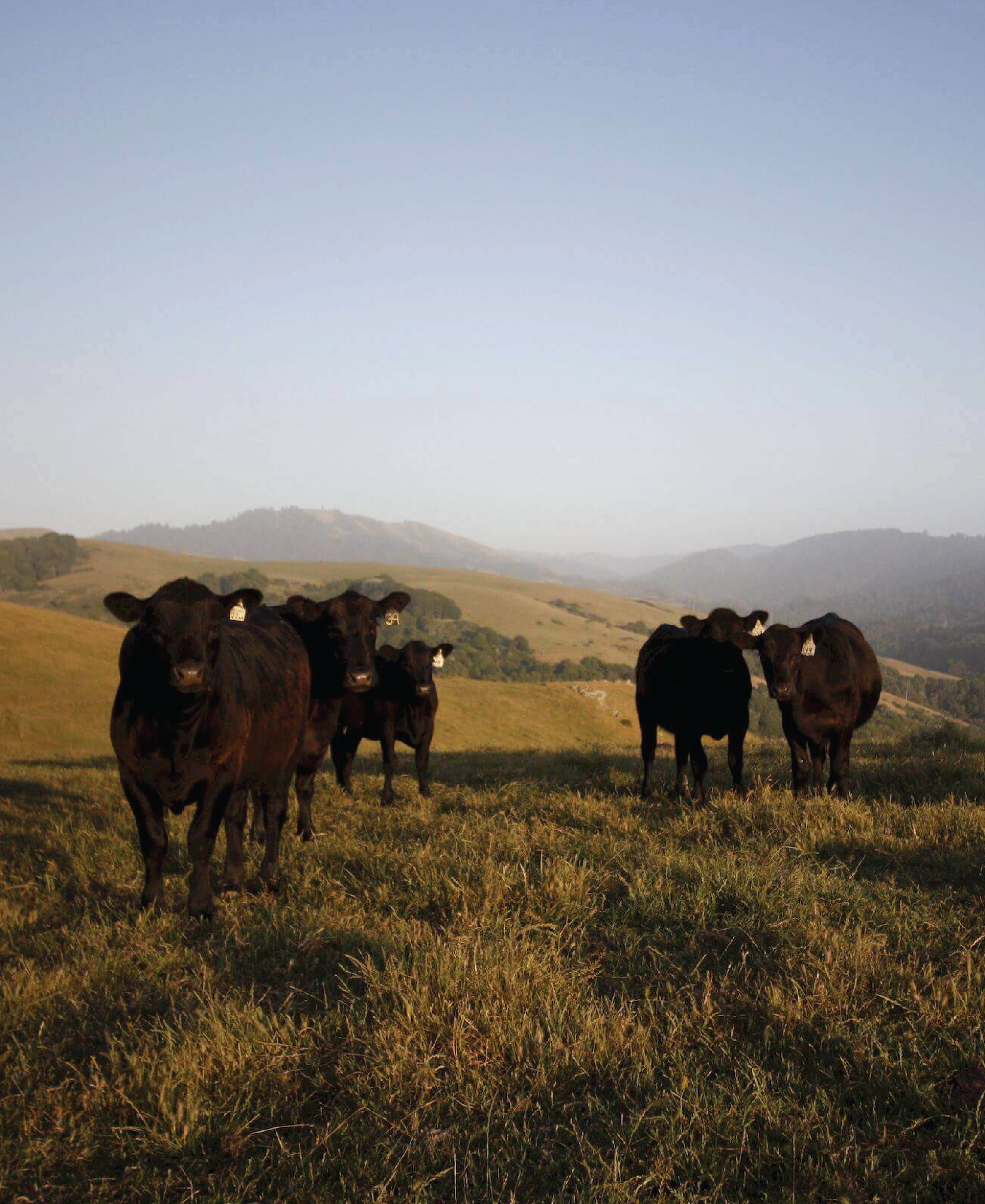Taste the Difference that Genetics-Driven Quality Delivers