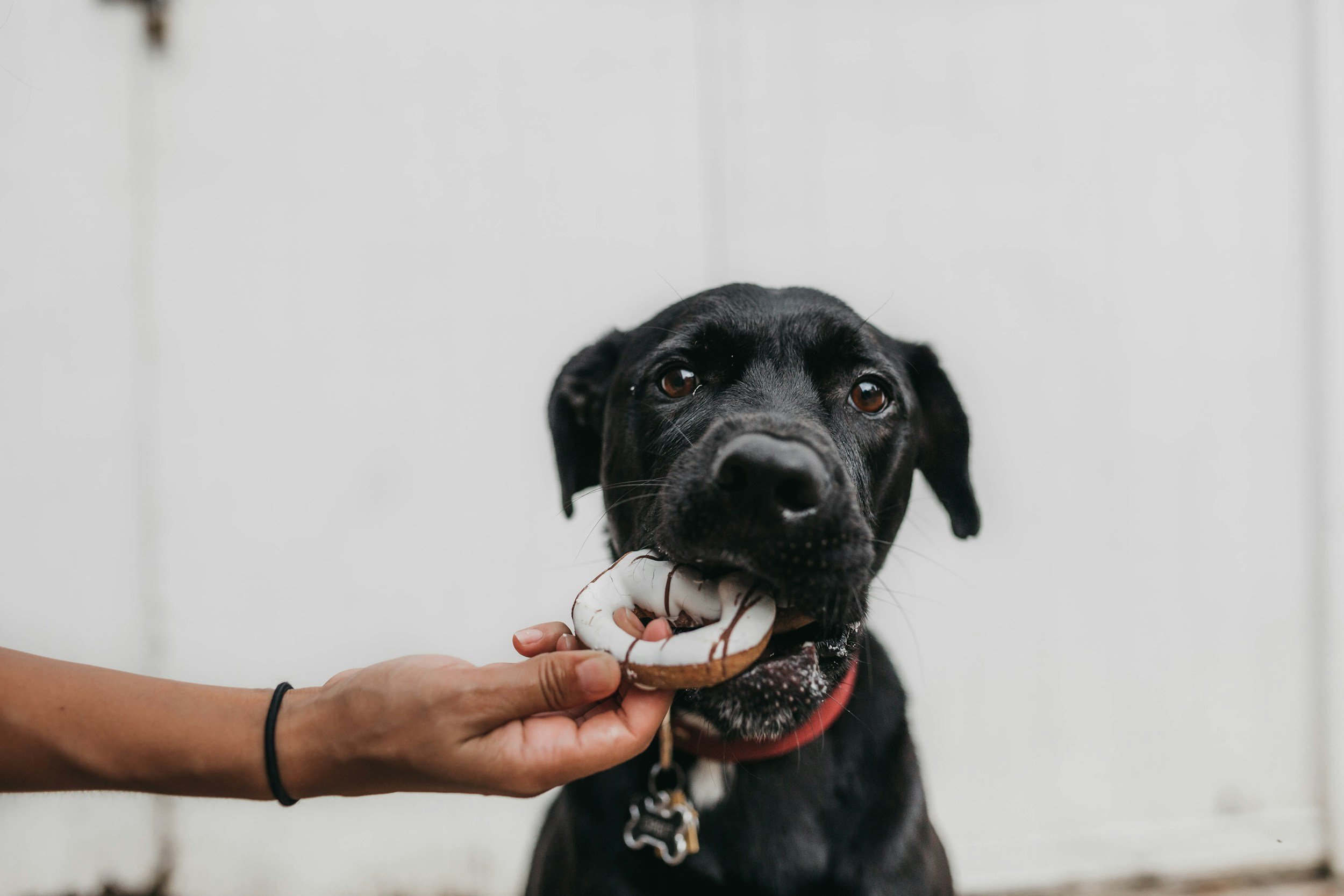 Choosing the Best Treat for Your Dog: A Guide to Premium, Healthy Options