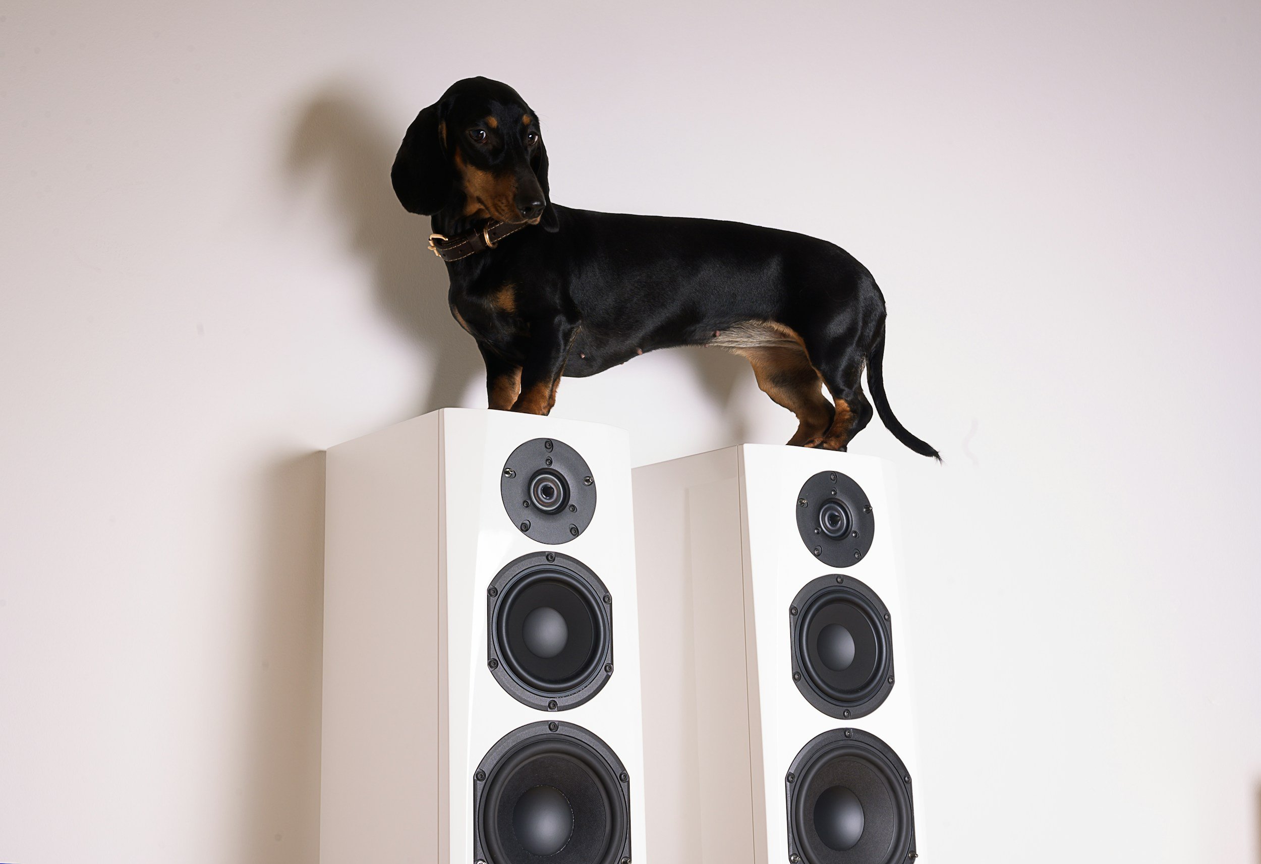 Why is my dog barking?