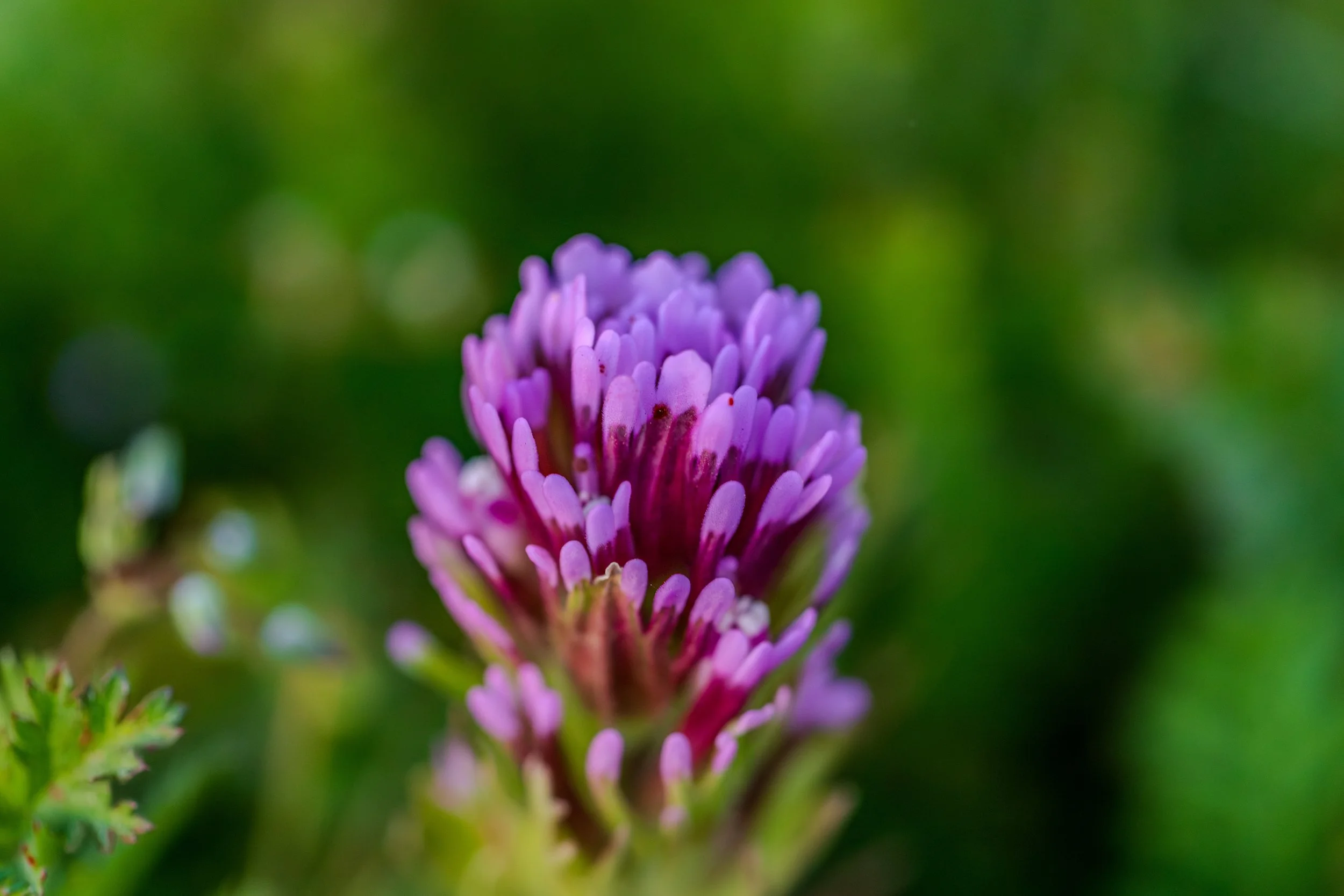 Wildflowers on the Plains 2026