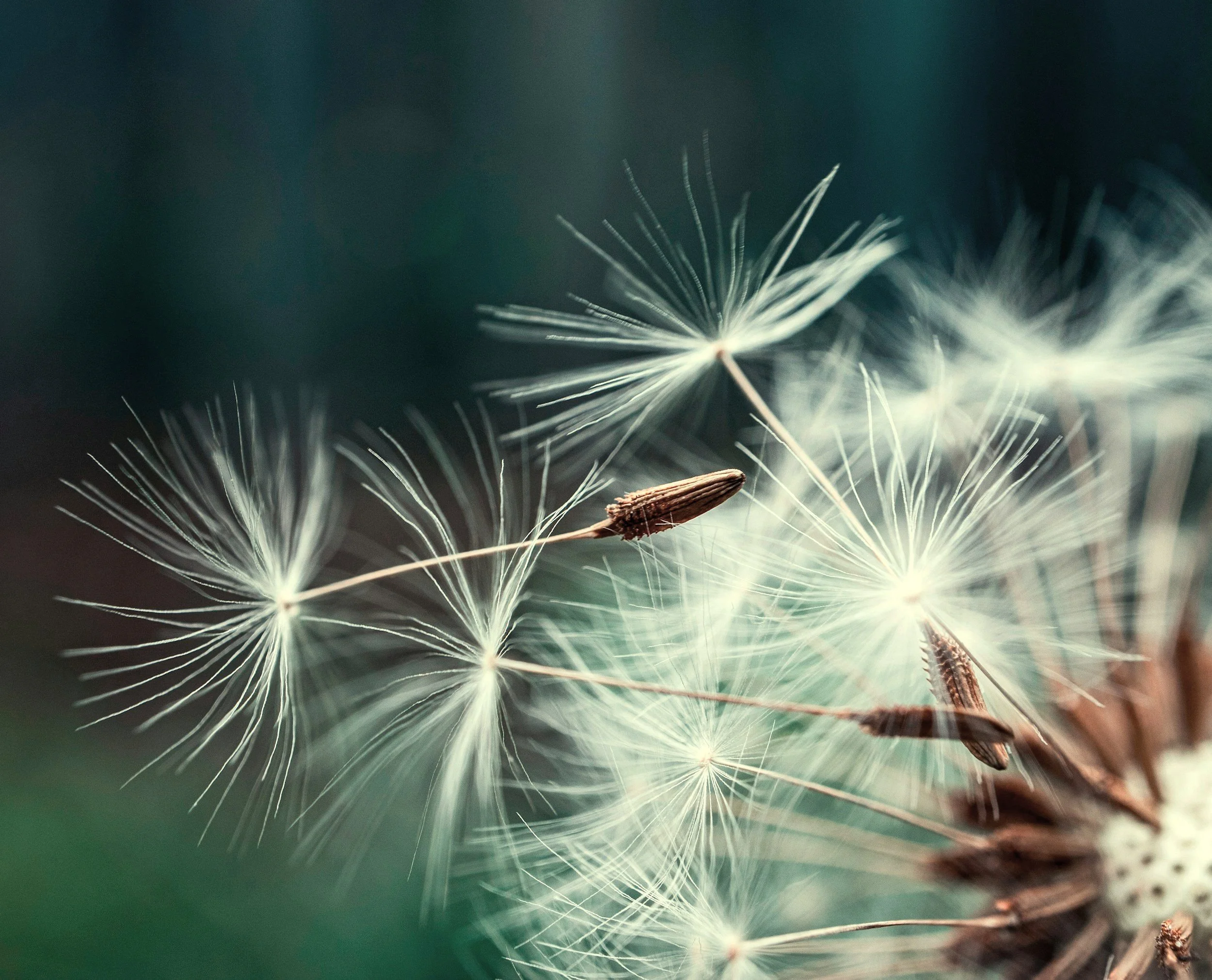Journey of a Dandelion Seedling
Worlds of Possibility
December 2024