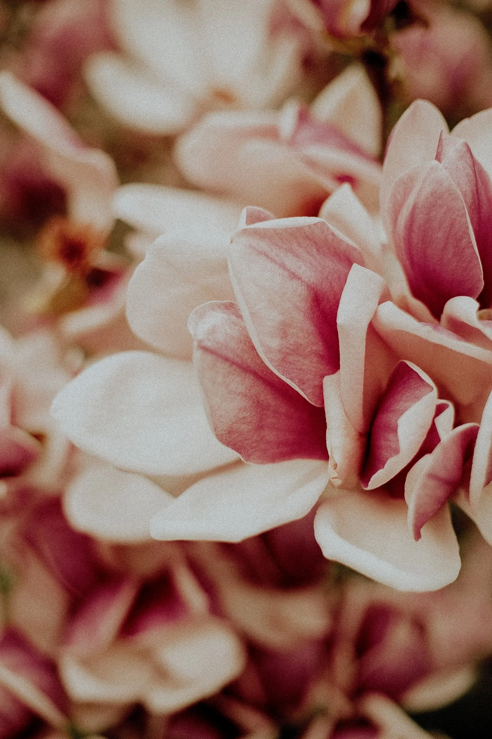Close-up of pink and white hydrangea flowers