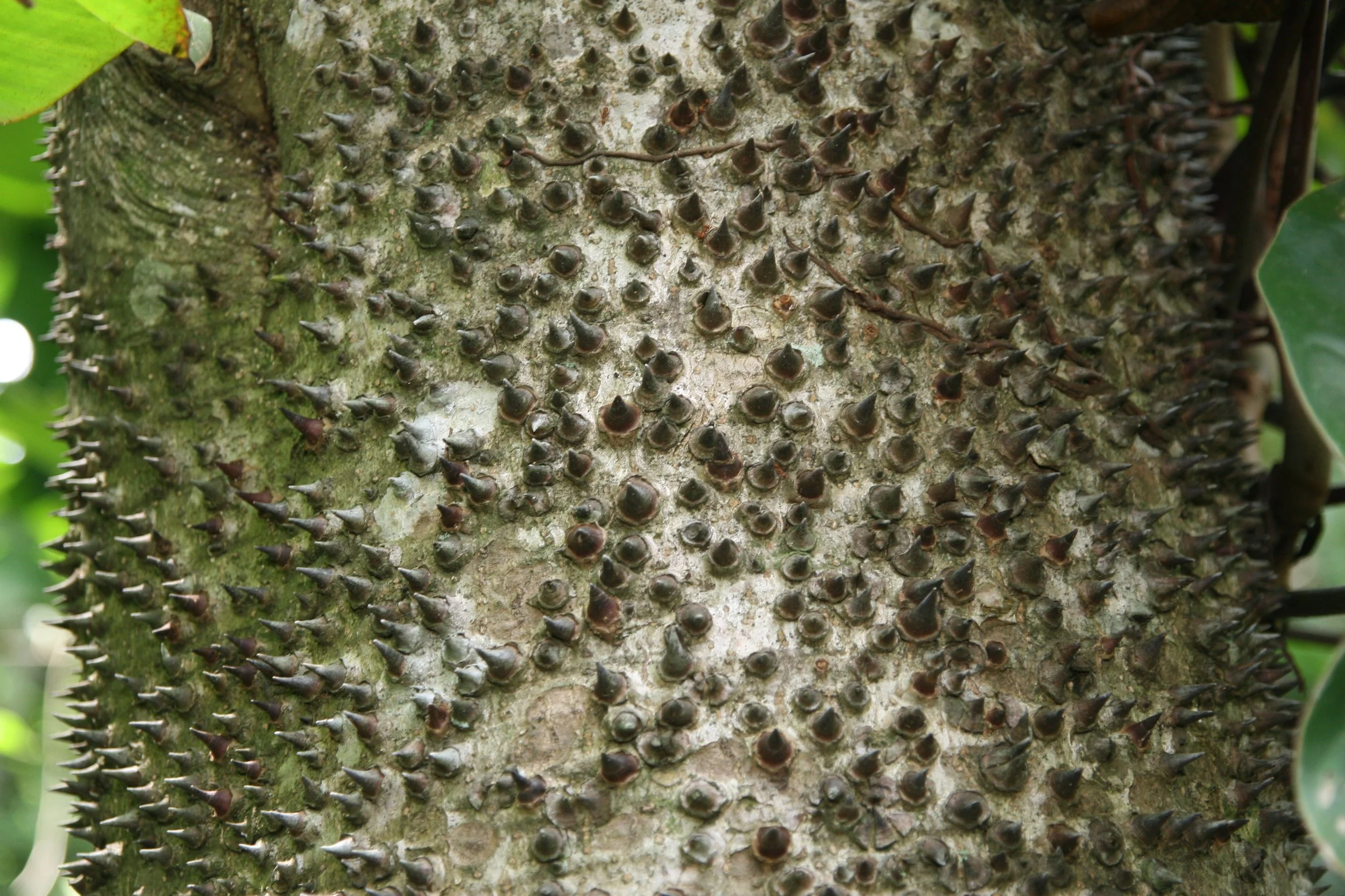 Hura - Center of Leprosy Miasm