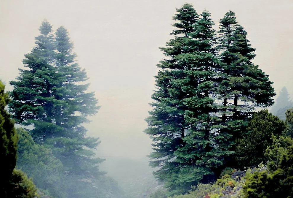 A Proving of Abies pinsapo with AI Analysis