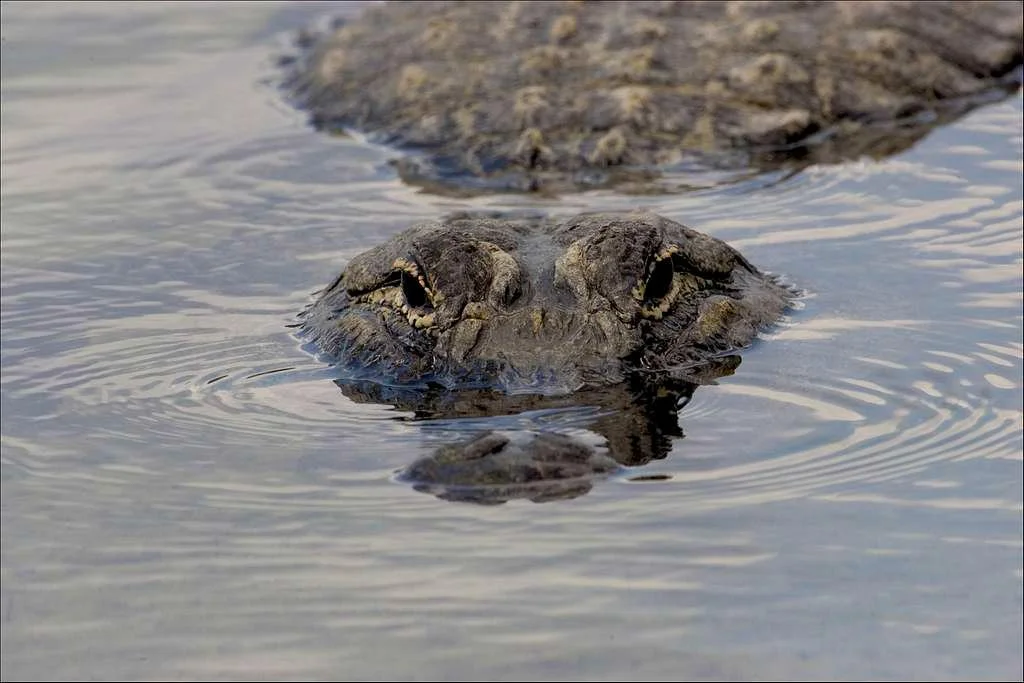 Alligator mississippiensis: A Proving