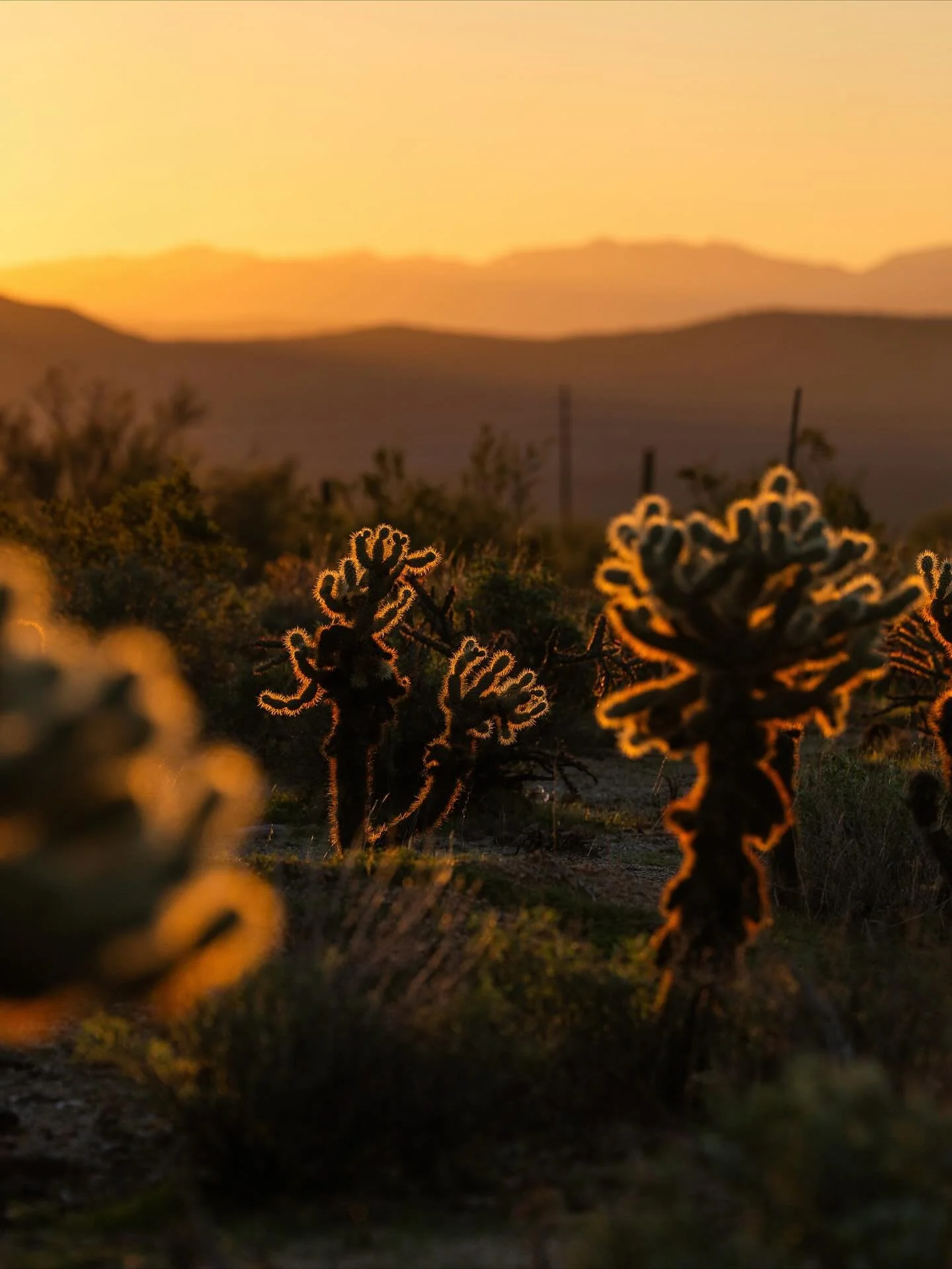 A moment of appreciation for the Arizona desert and all its prickly beauty.