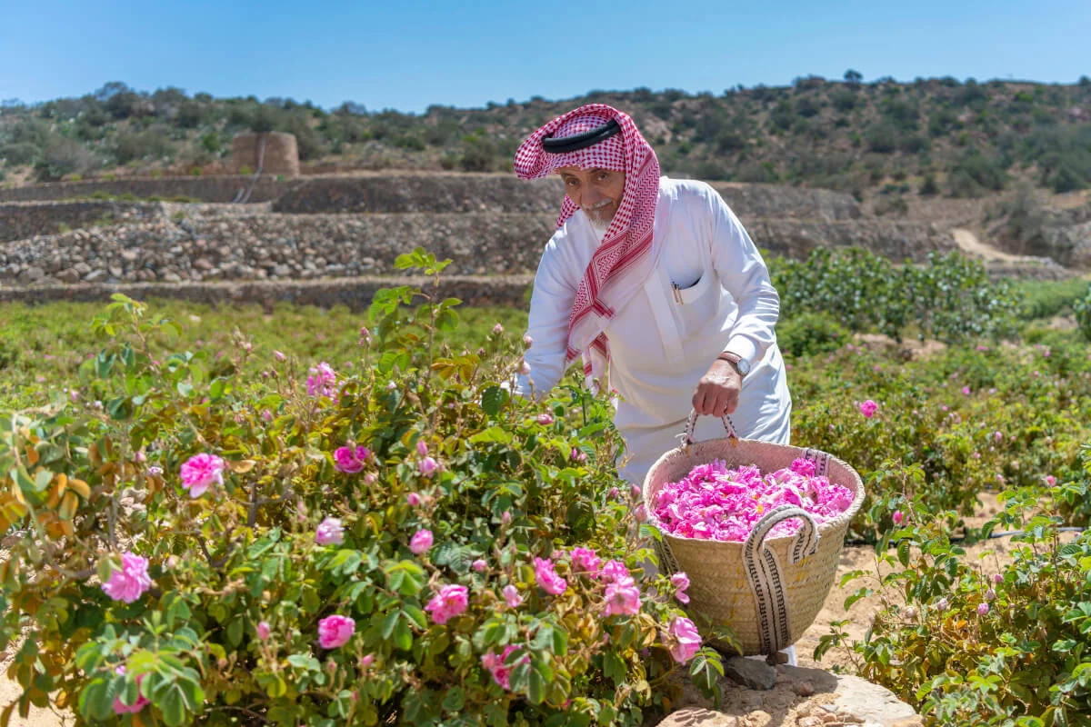 Harvesting the Jewel of Taif