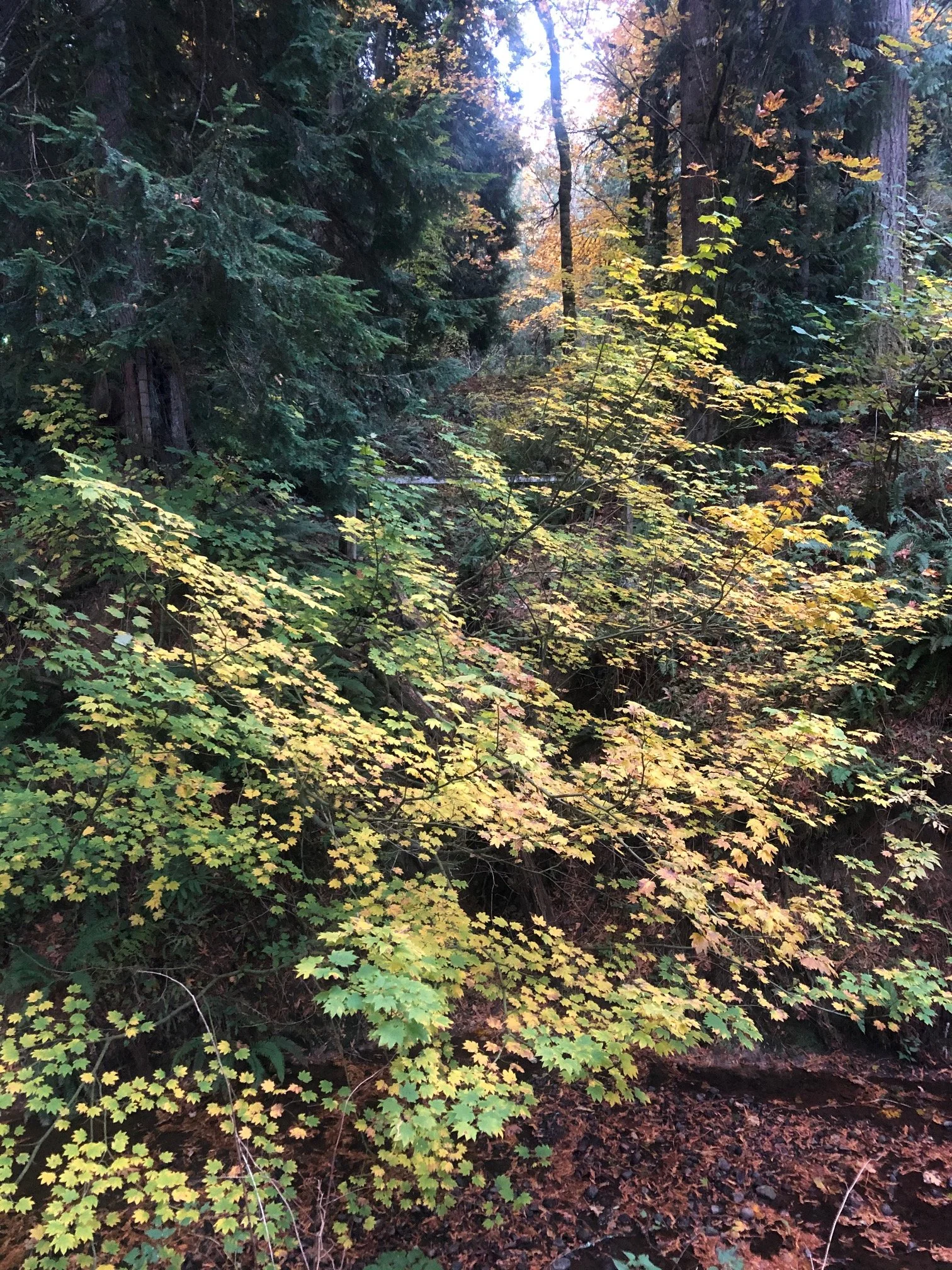 Verdancy Fall Vinemaple.jpg