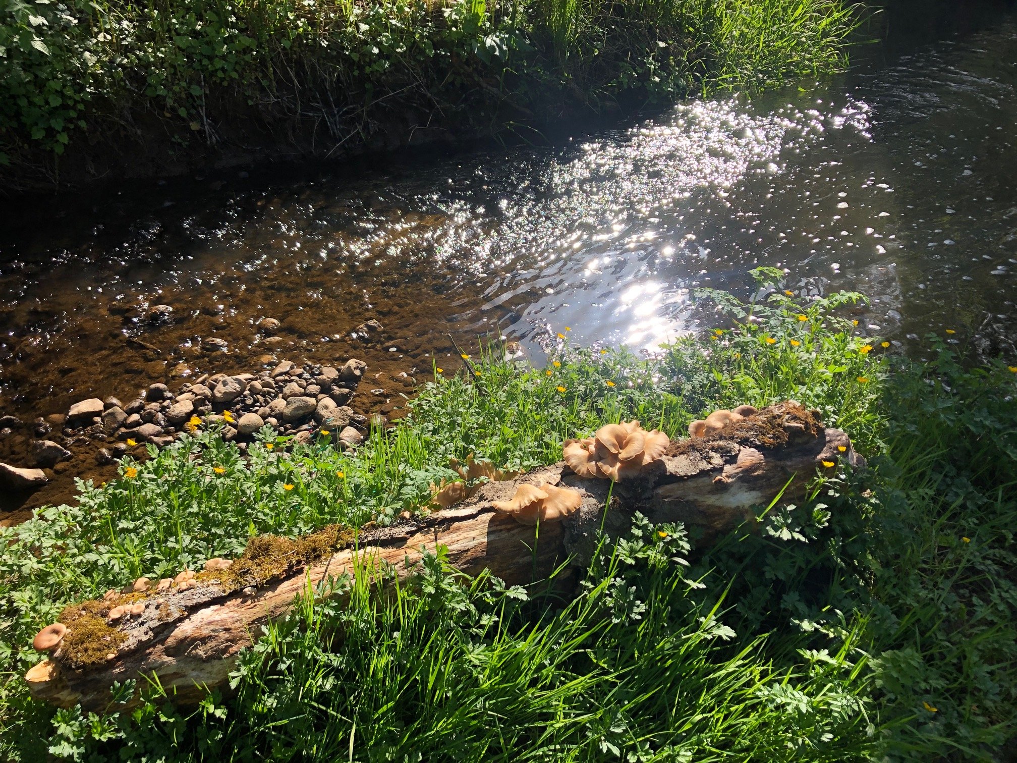 Verdancy Creek.jpg
