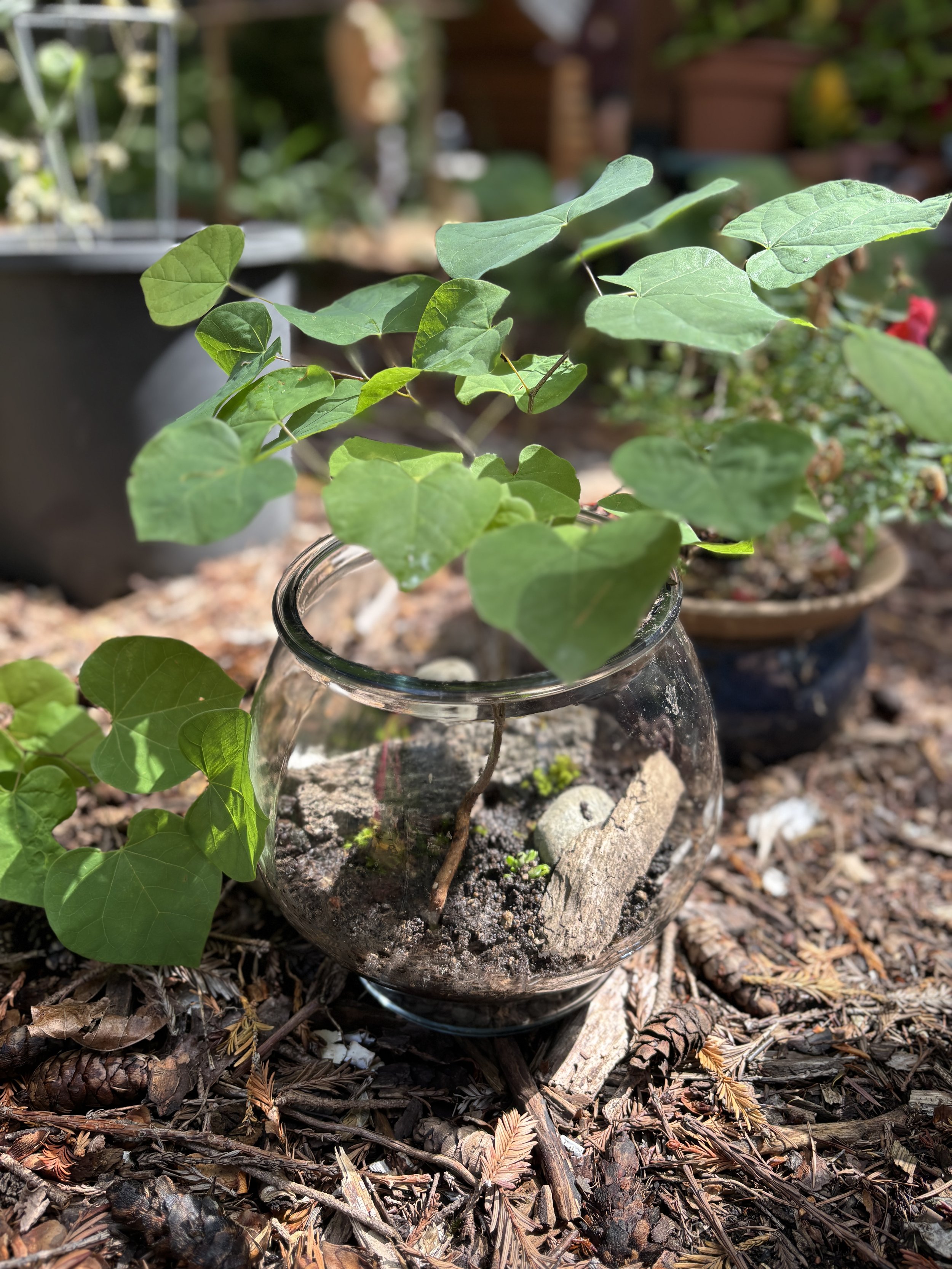 camp terrariums.JPG (Copy)