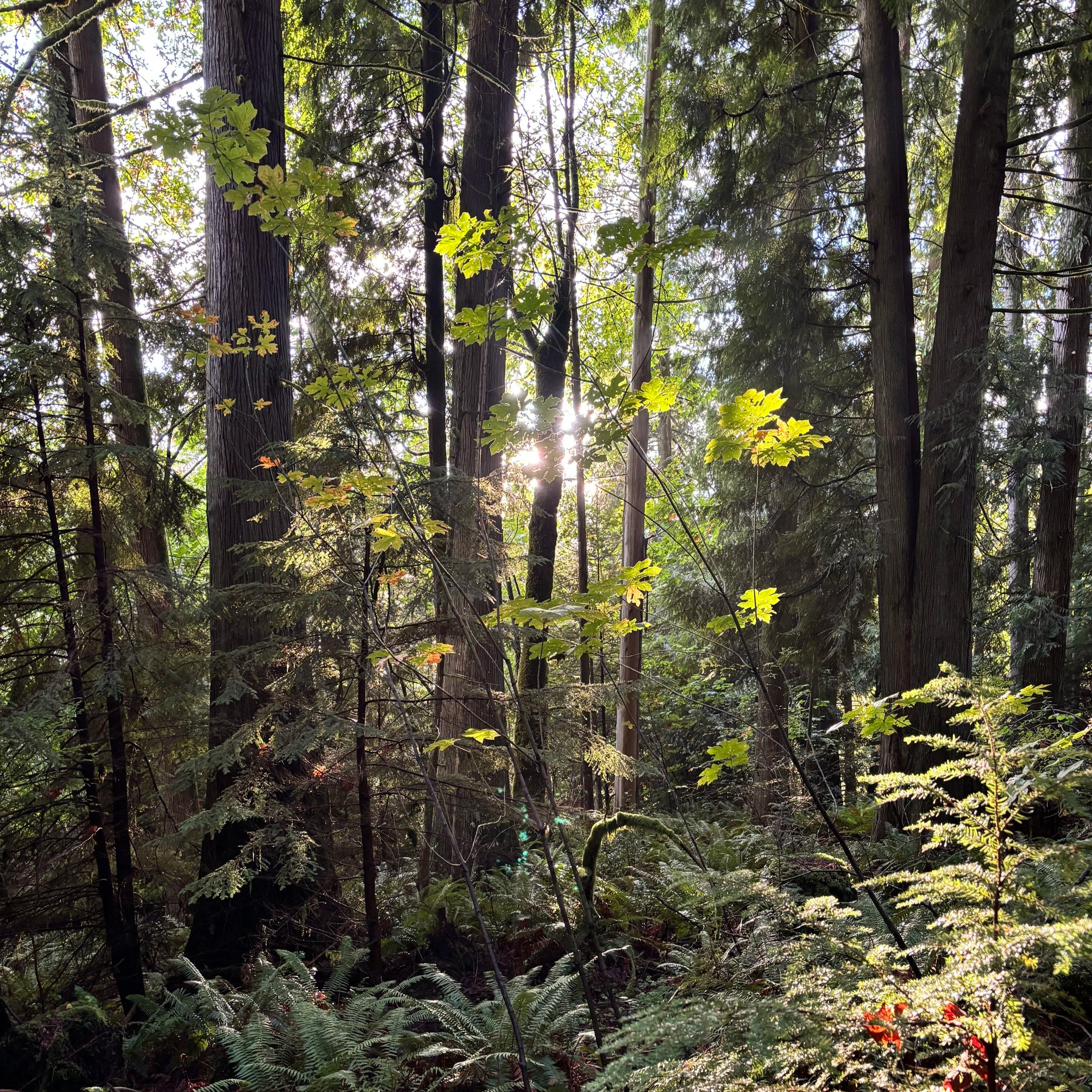 Forest+Sandy%2C+OR.png