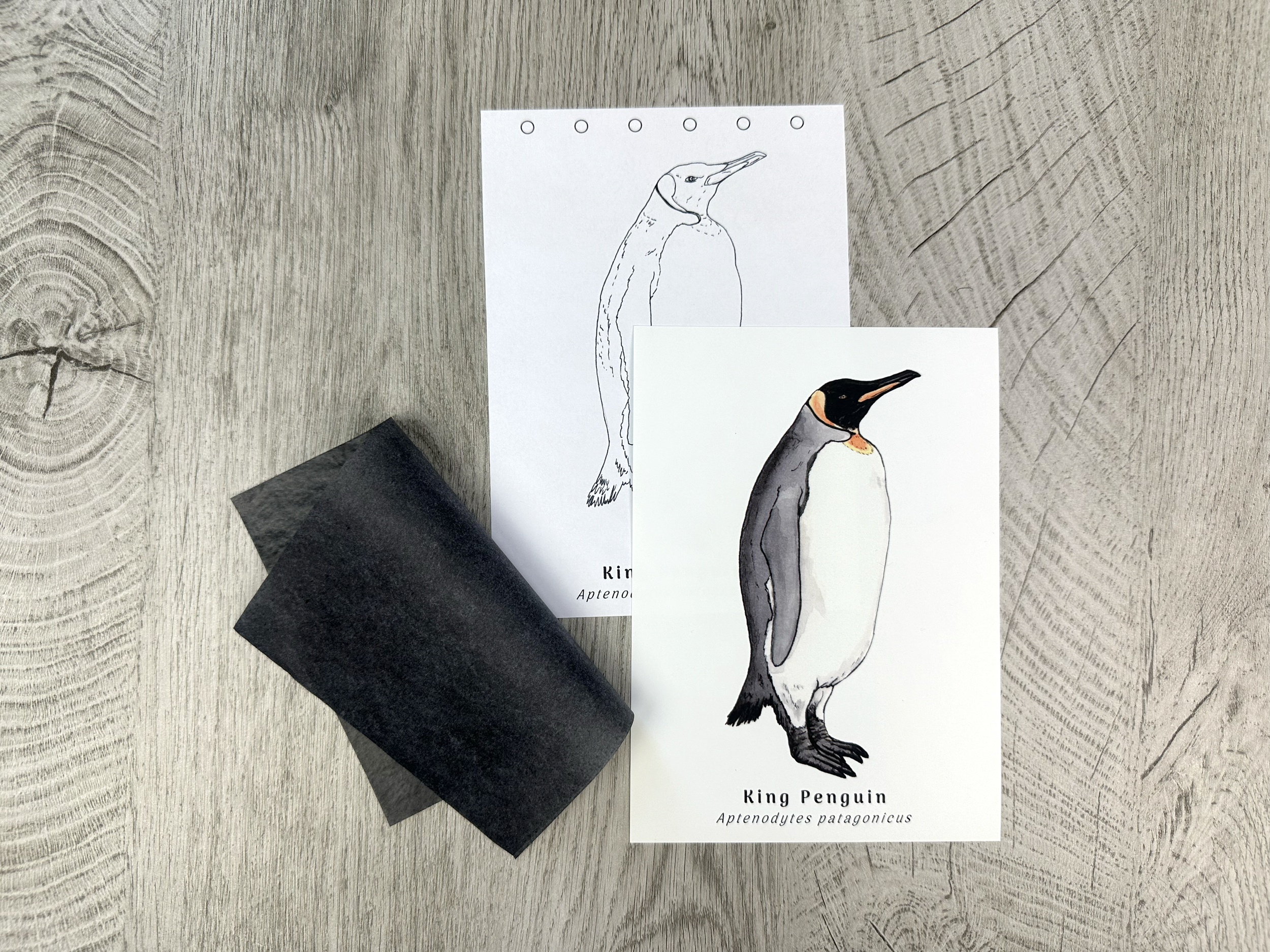Penguin transfer.png