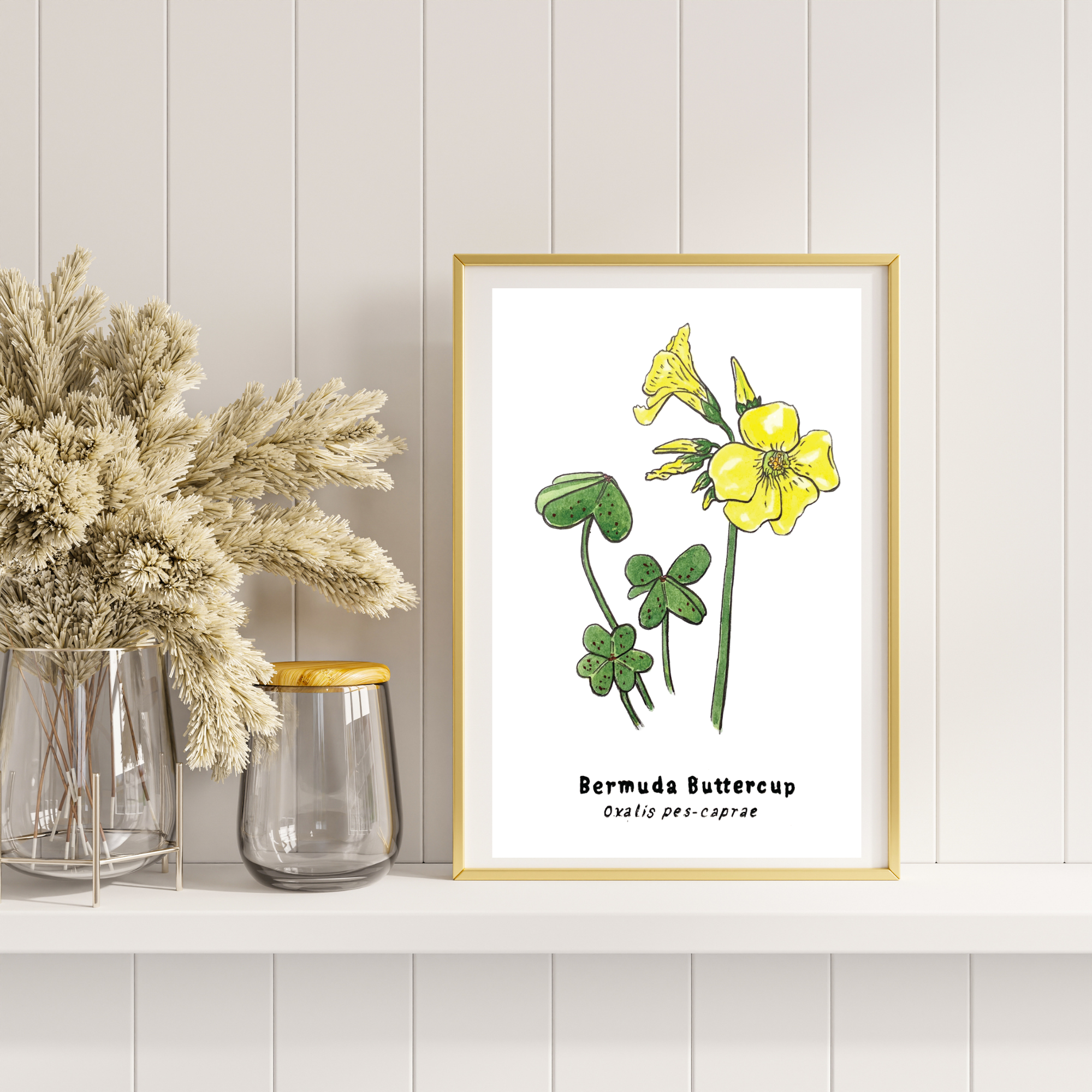 Buttercup framed.png