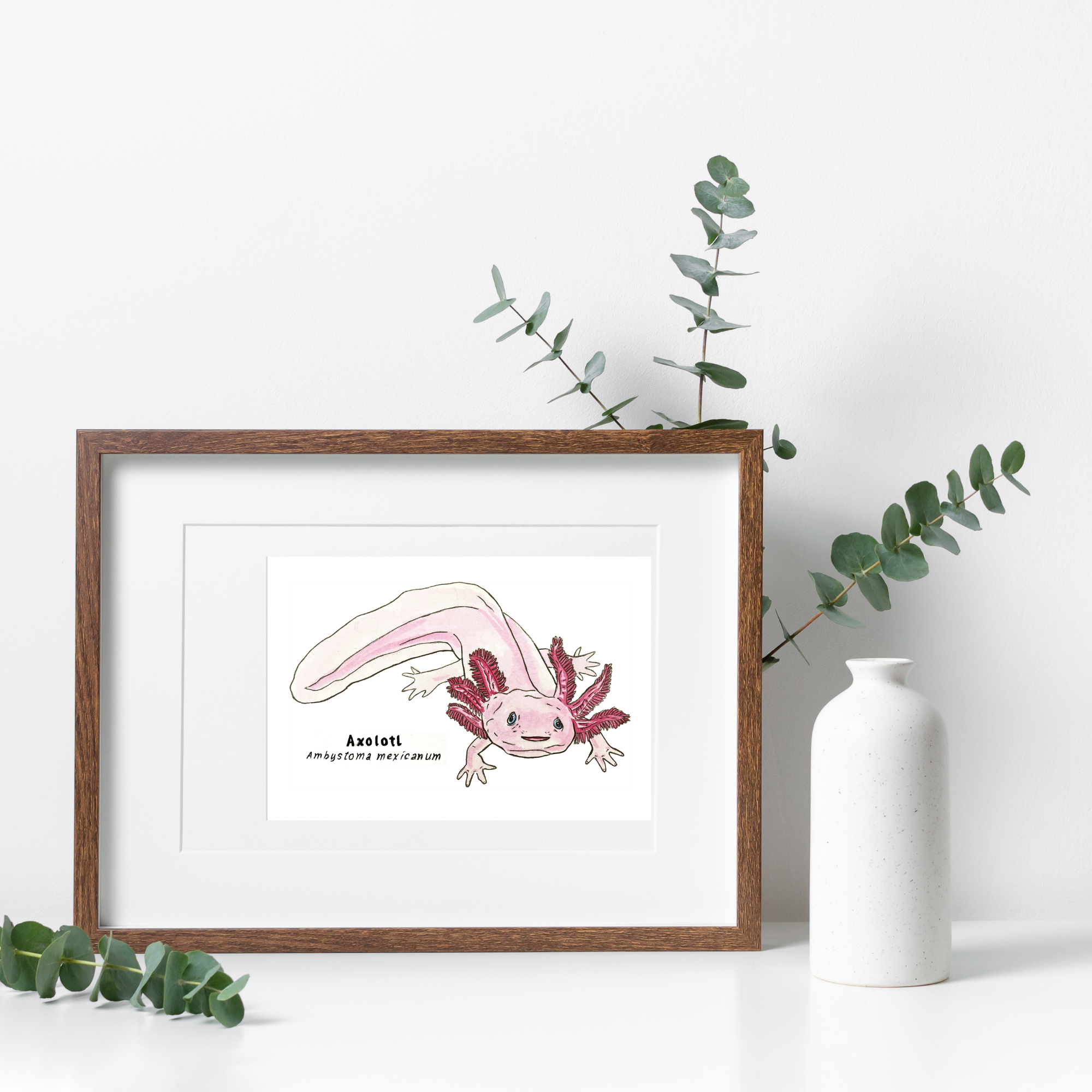 Axolotl framed.png