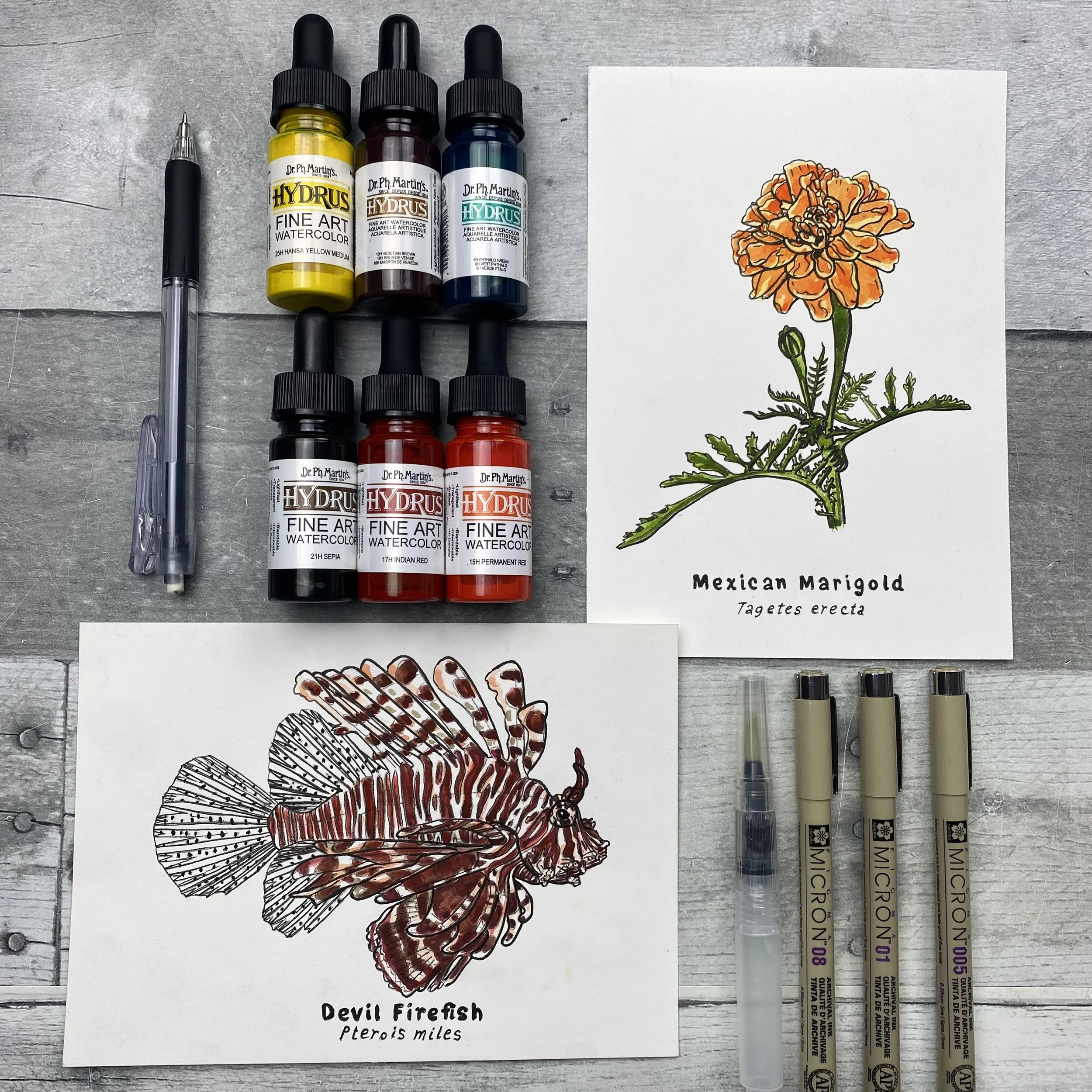  firefish and marigold.jpeg