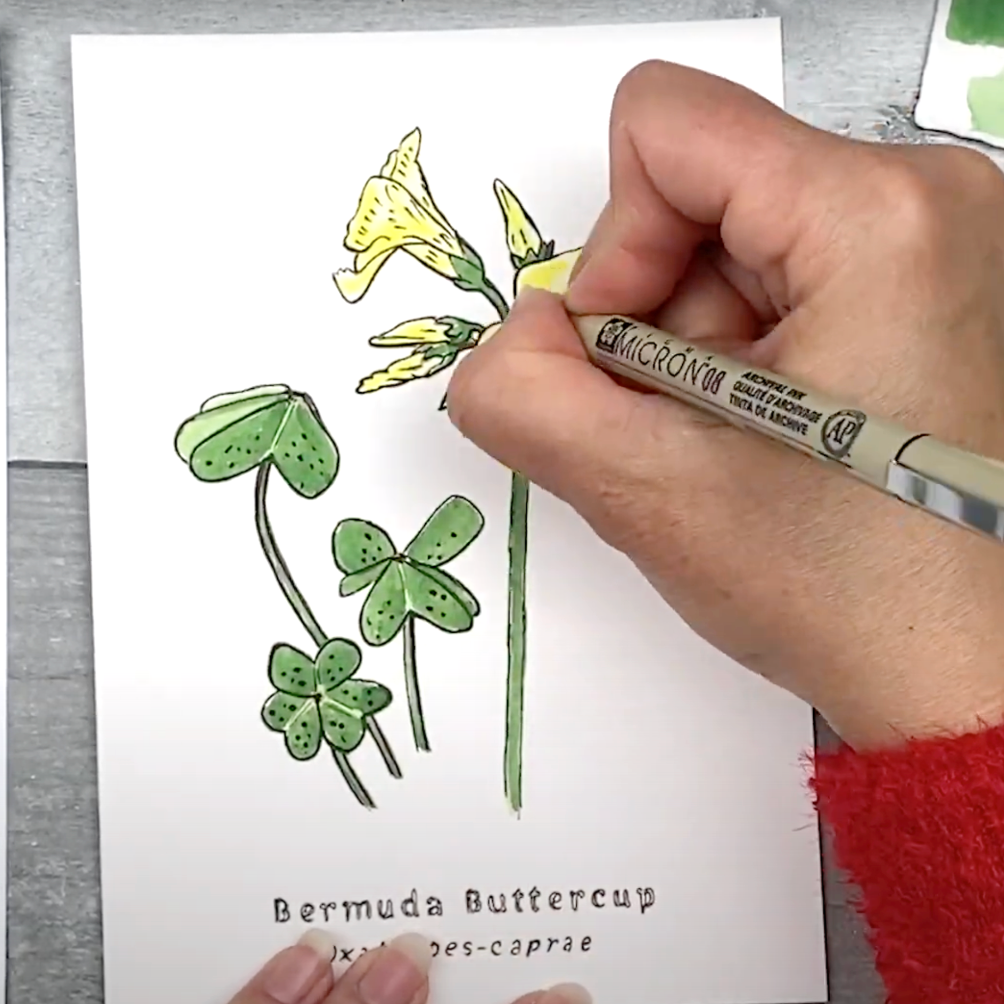 Buttercup ink.png