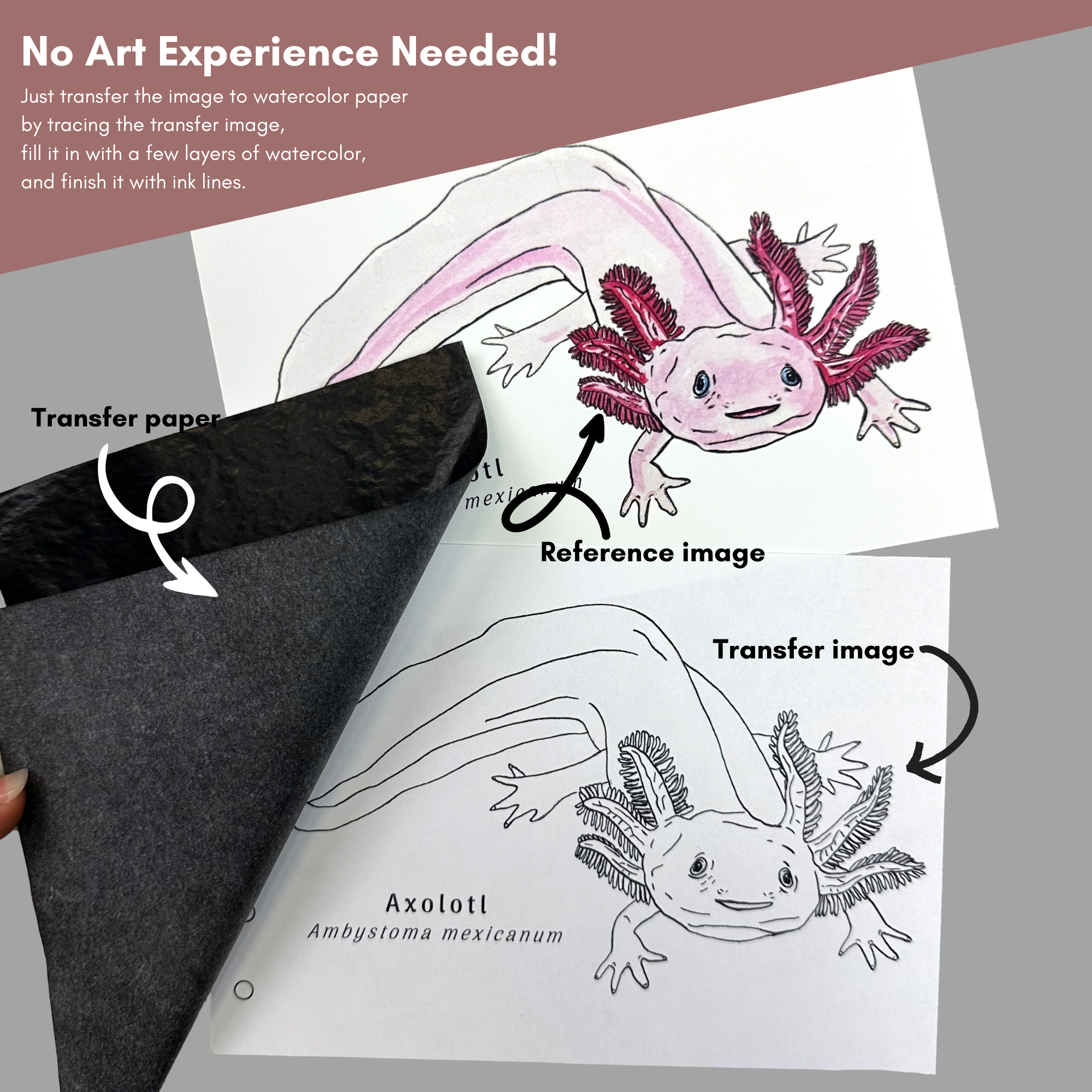 Axolotl no experience needed.png