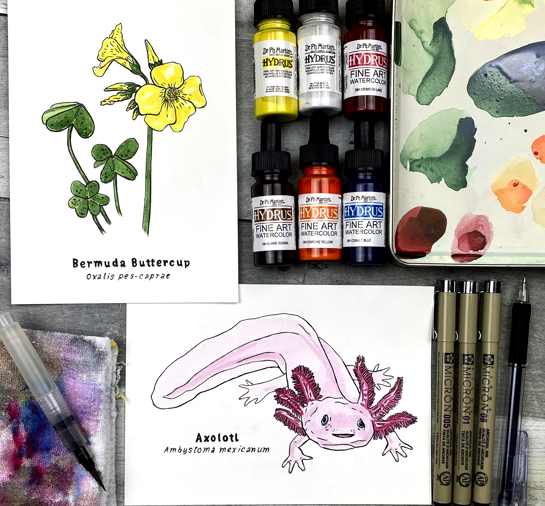 1Axolotl and buttercup box content .png
