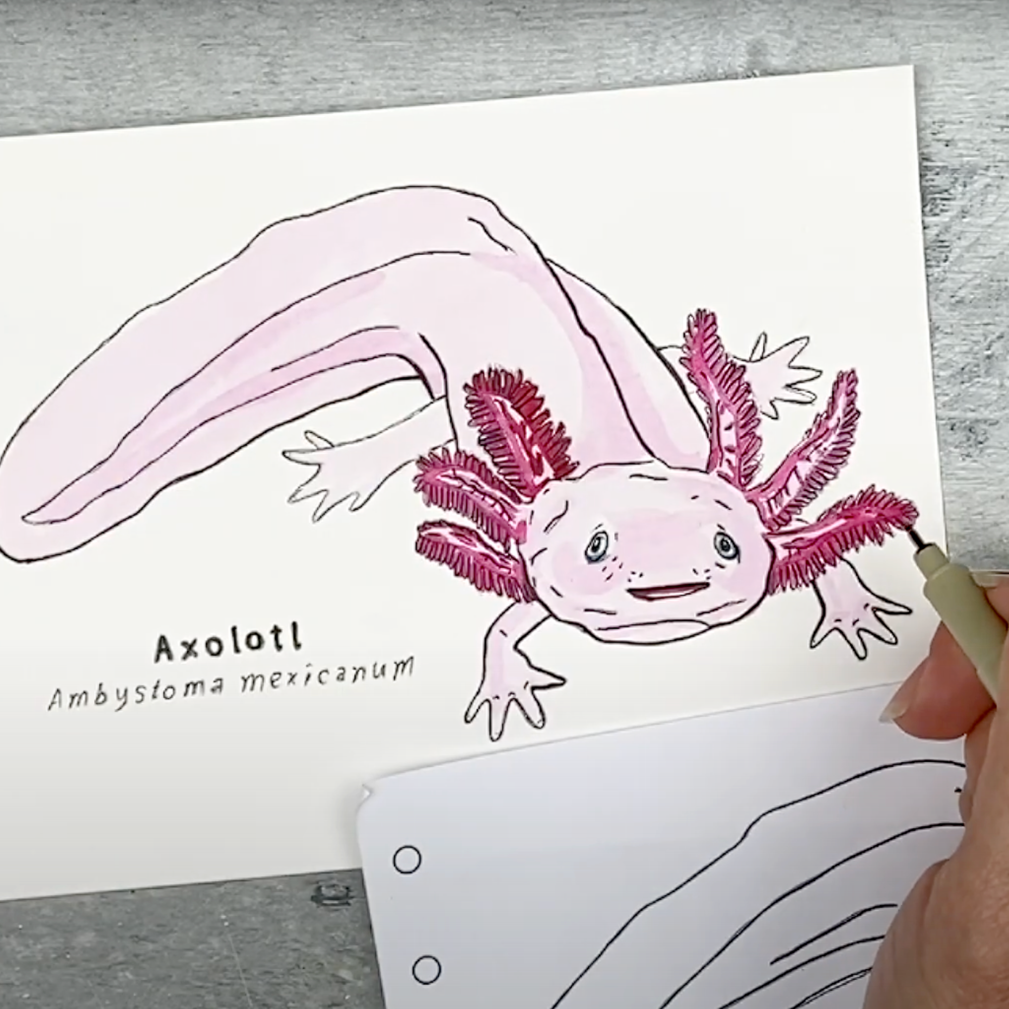Axolotl ink.png