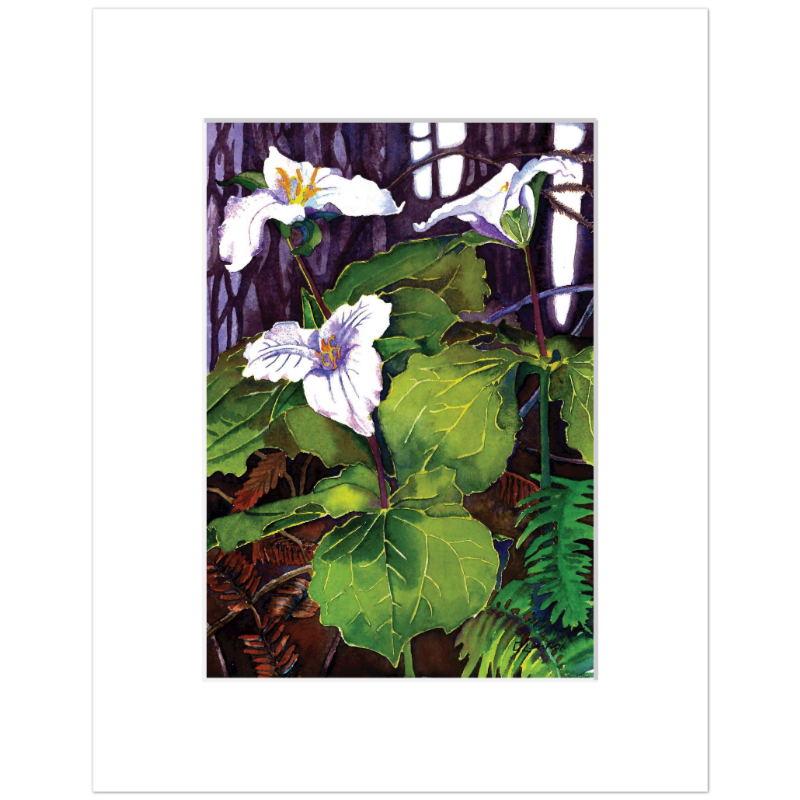 Trilliums-matted.png