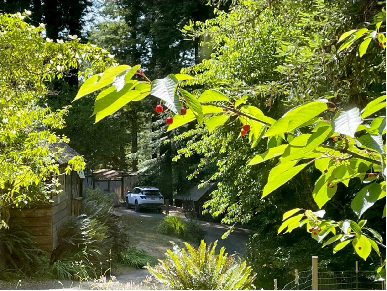 Ripening Cherries