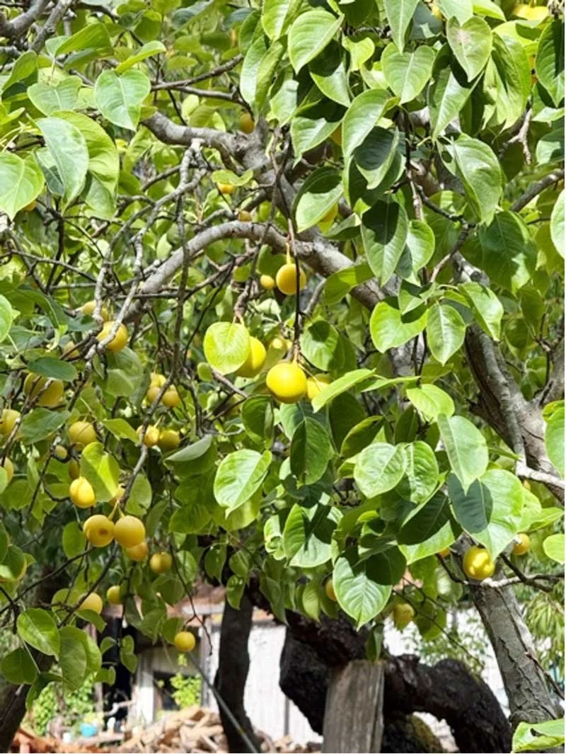Asian Pear Tree