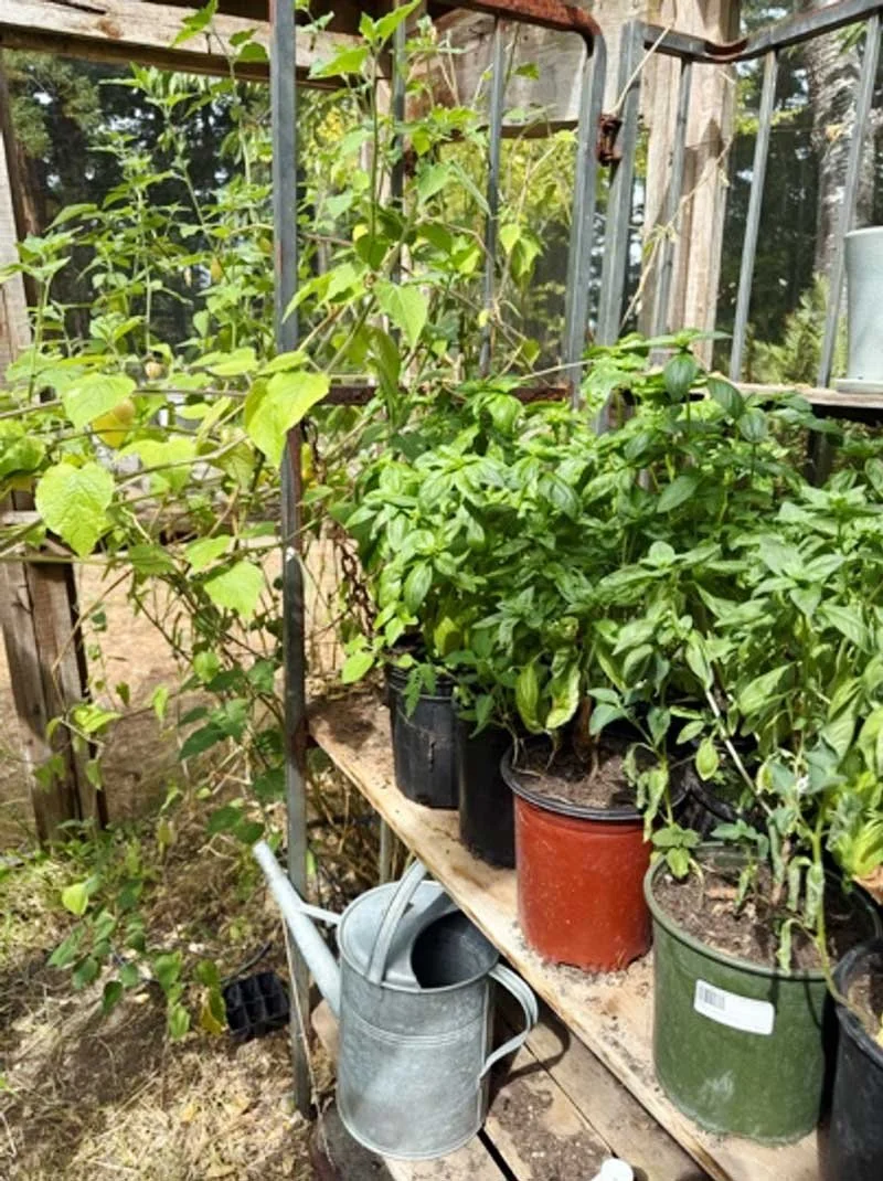 Basil in the Green House