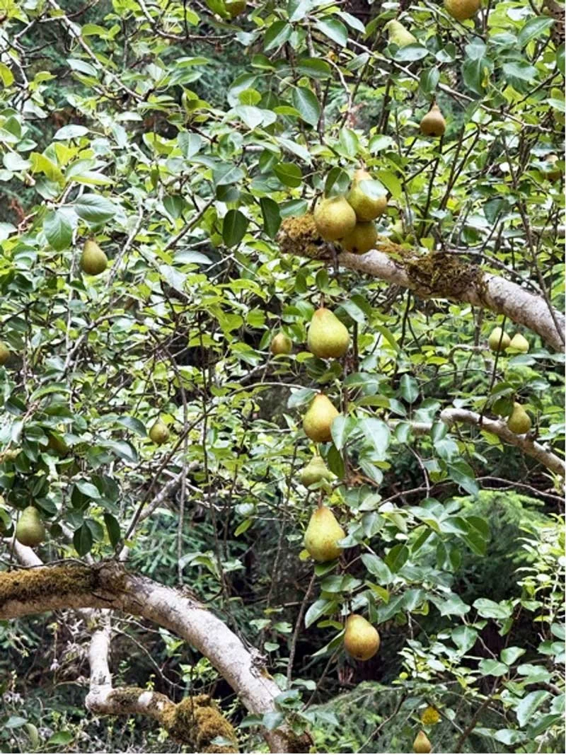 Old Pear Tree