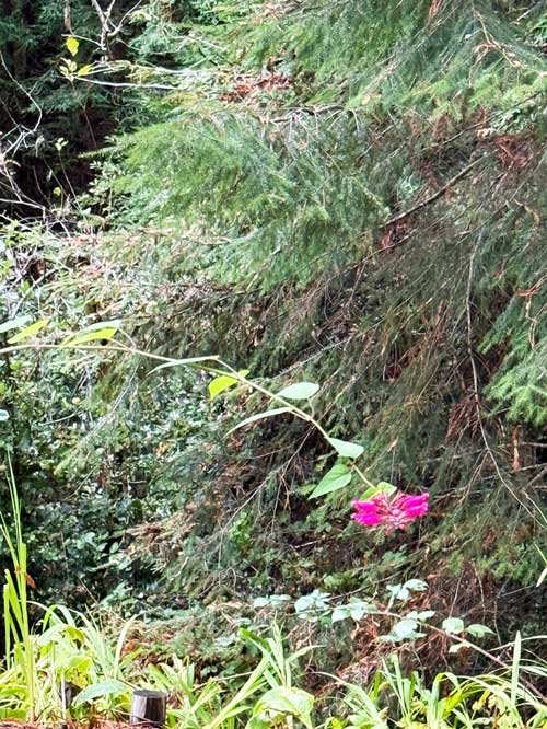 Salvia continue to nurture the pollinators  at the Butsu patio