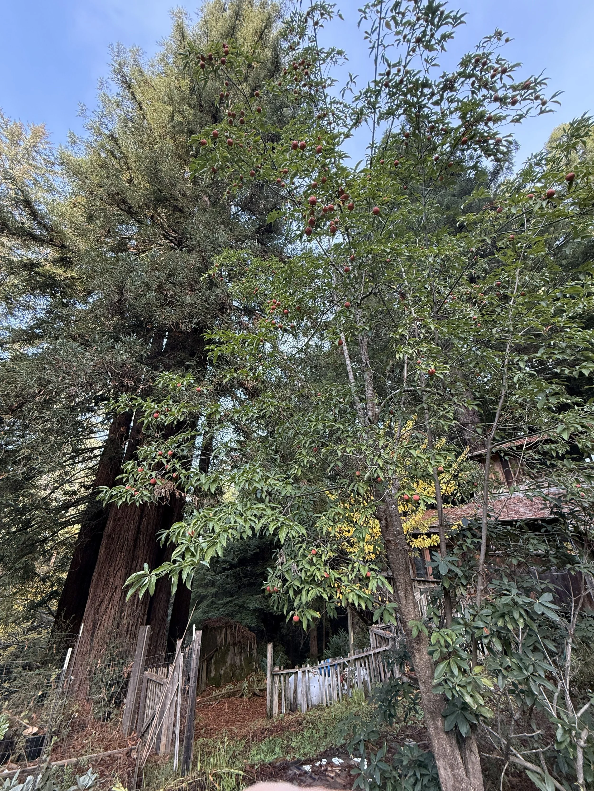 Dogwood fruit is the last of the bounty from The orchard. Looking for recipes for this different fruit.  