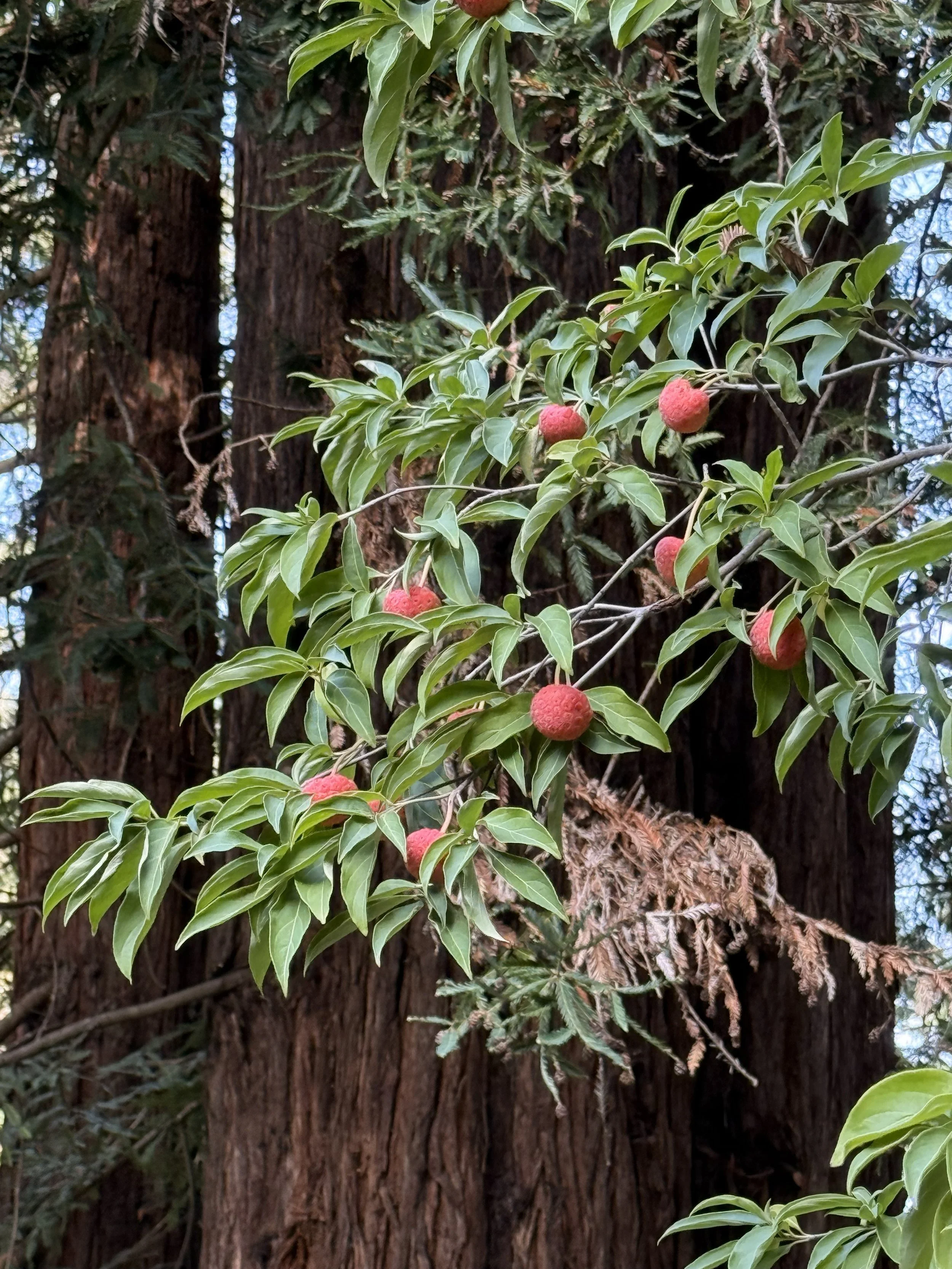 Dogwood fruit