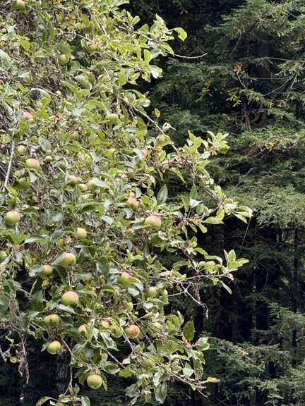 Granny Smith apple tree ripening