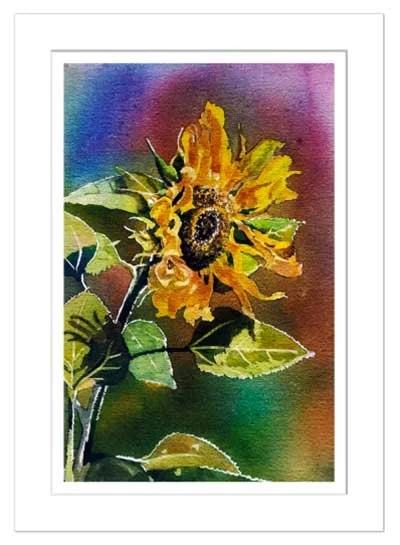 Sunflower-Matted..jpg