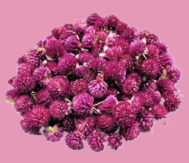 Getrocknete Blüten des Kugelamaranths in violett-rosa Farbe