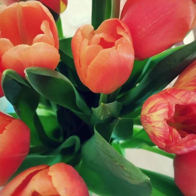 Tulpen in warmen Frühlingsfarben als Symbol für Frühling, Gedichte und kleine Übungen