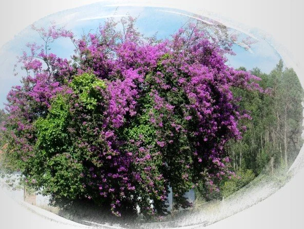 Üppig blühende Bougainvillea mit violetten Blüten vor grünem Hintergrund