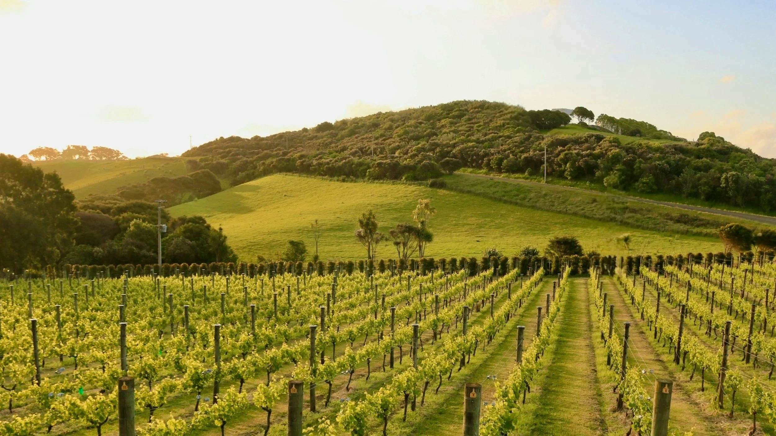 Winery in New Zealand