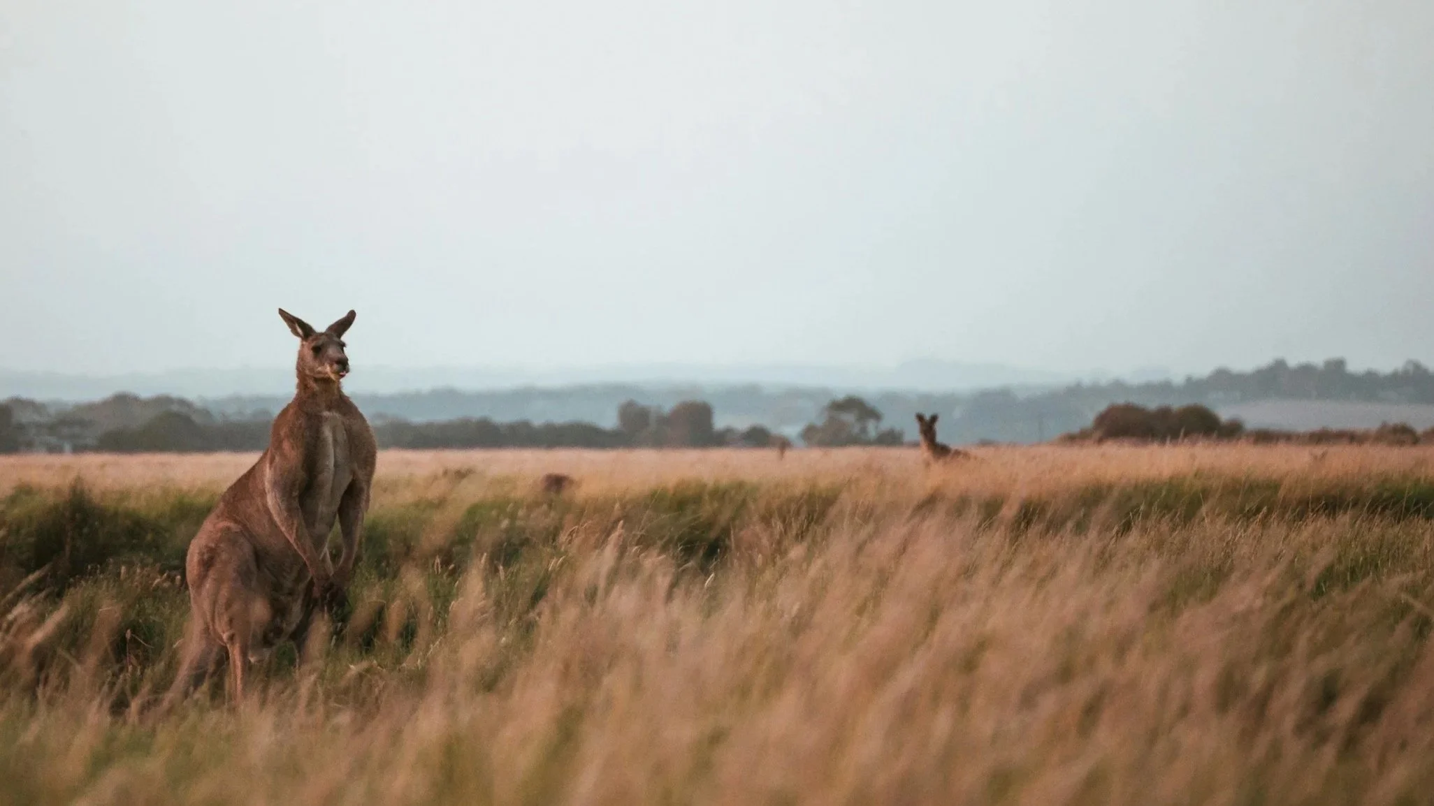 Kangaroos in Australia