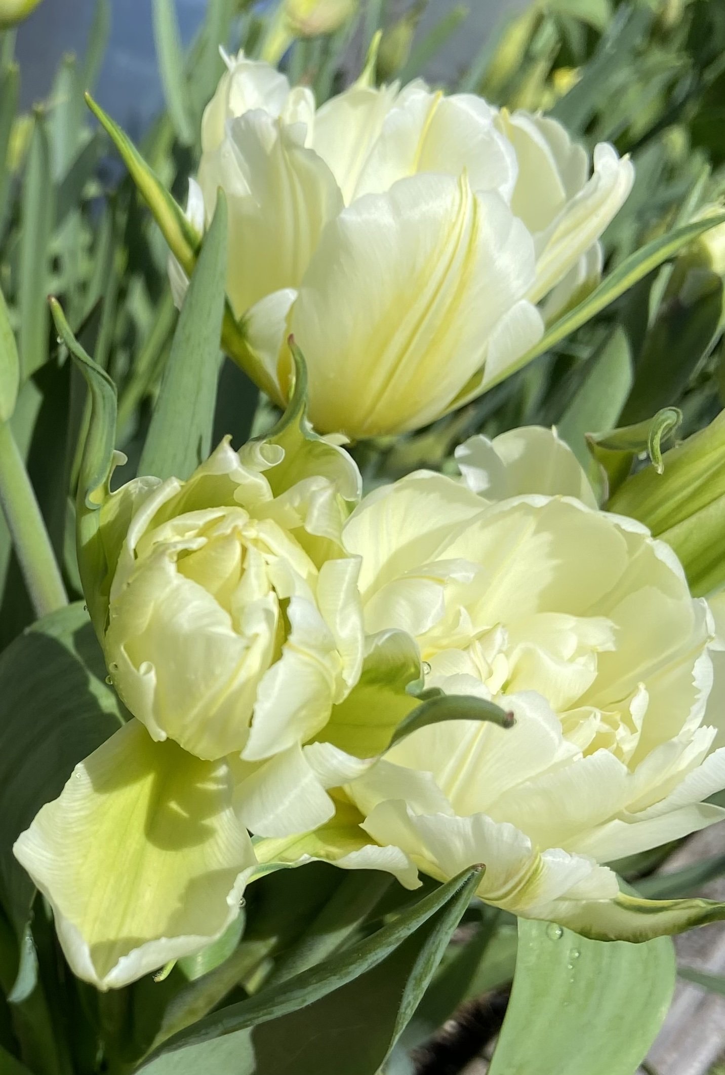 Tulip Bunches