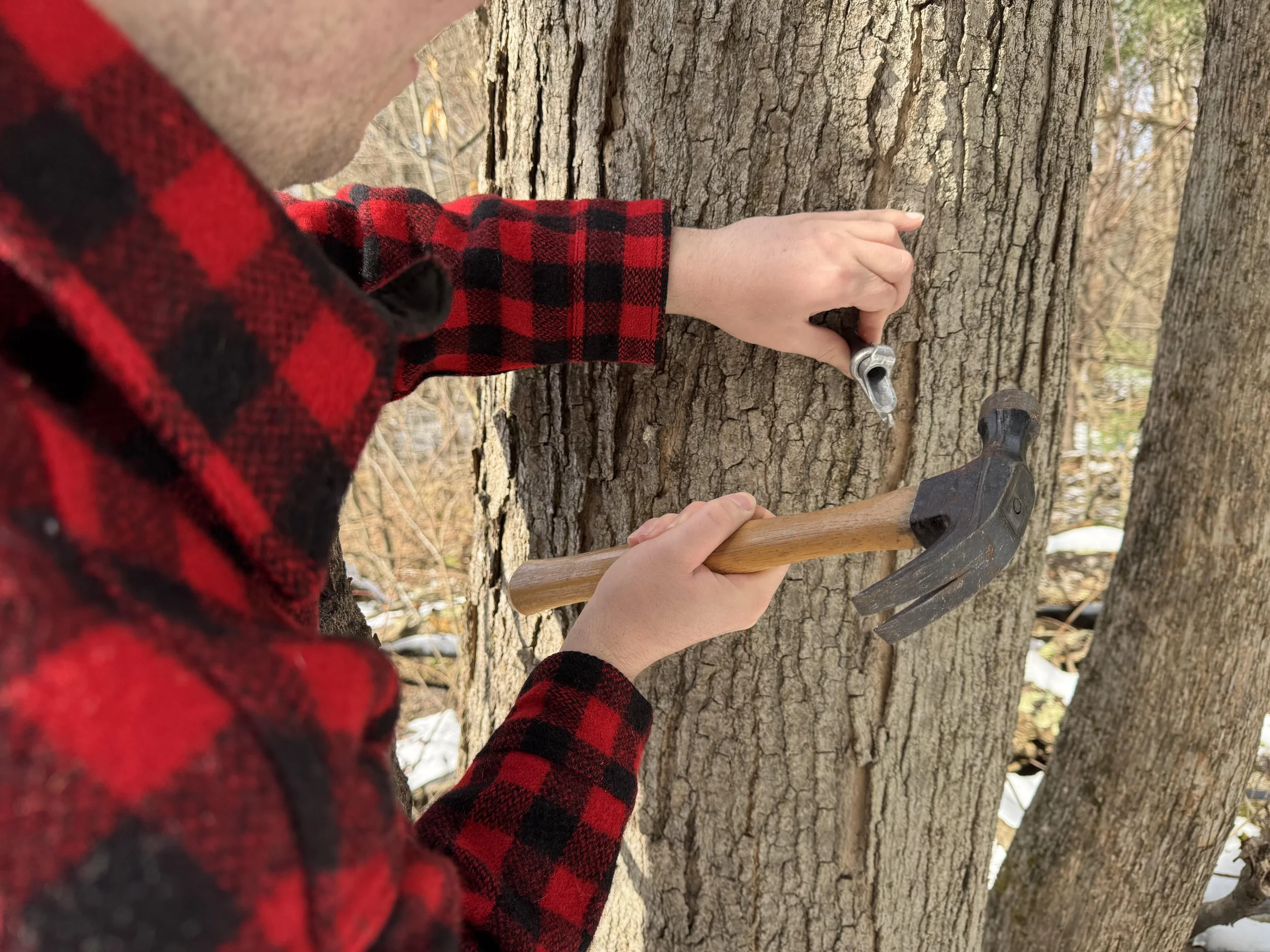 Sugaring Time