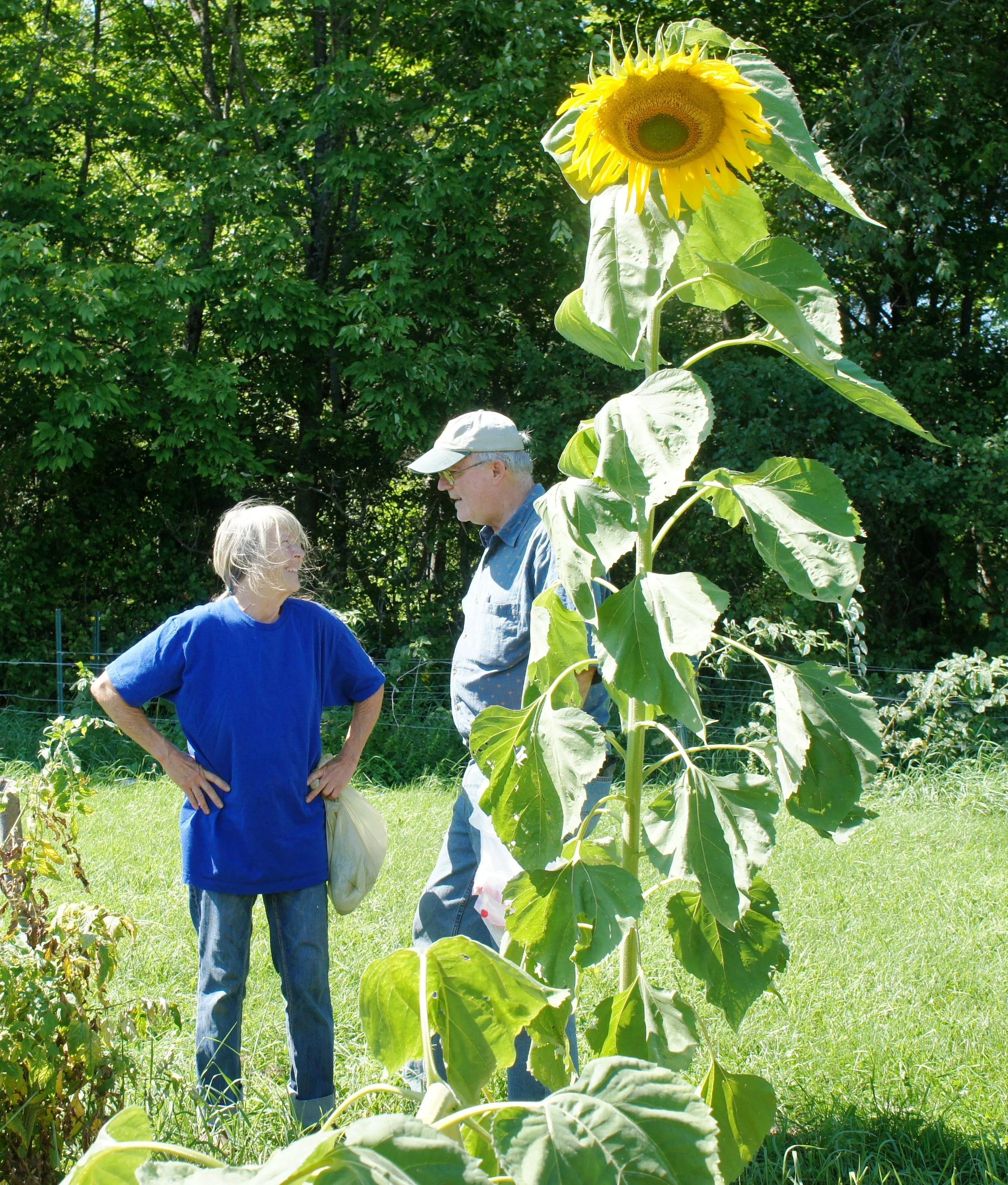 Abenaki Elders with a Morrisville Sunflower