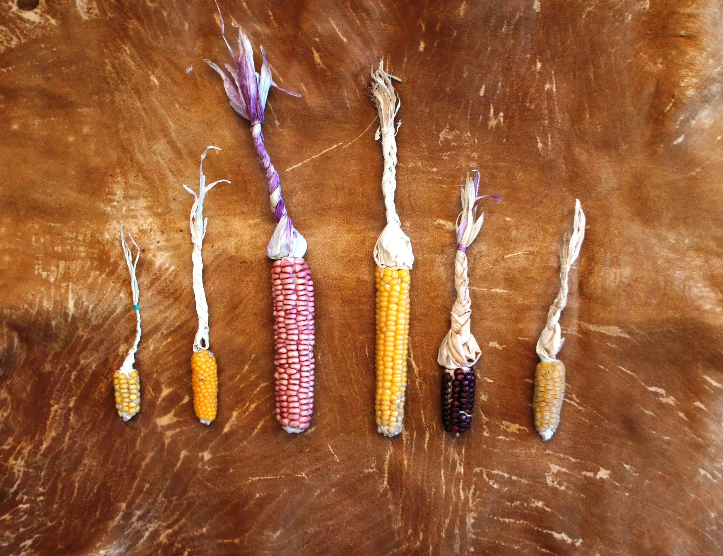 Seeds of Renewal Corn Varieties