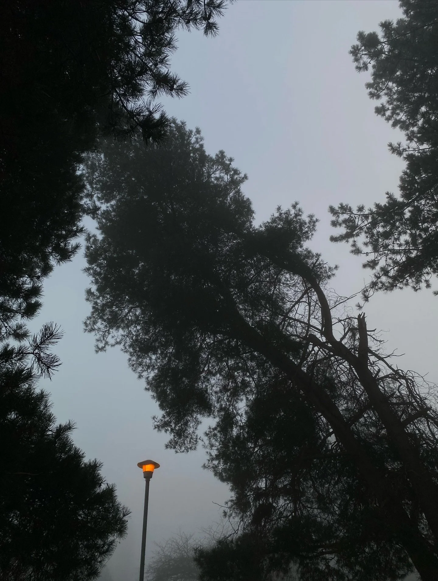 foggy January days 🌬️