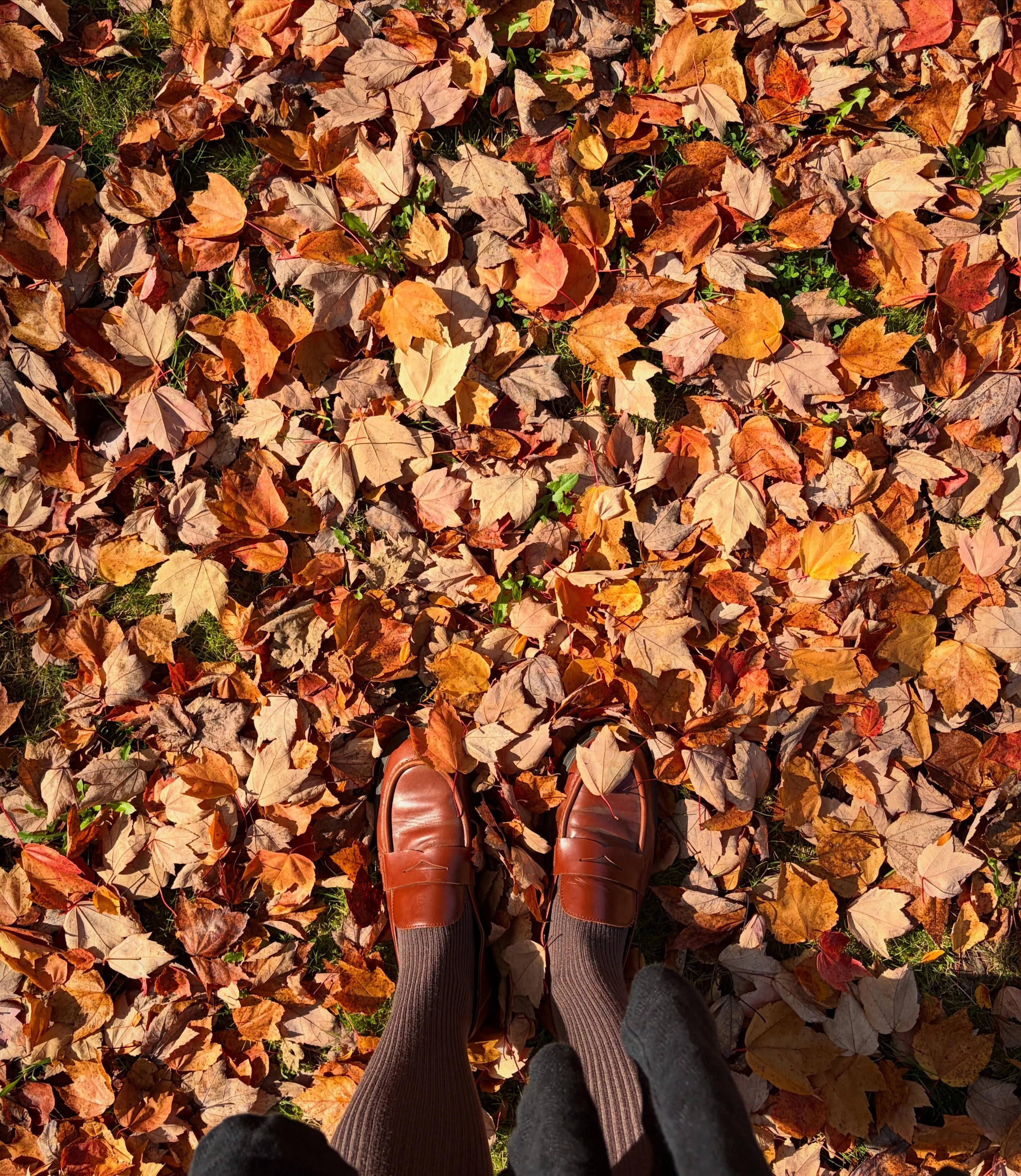 autumn again 🍂