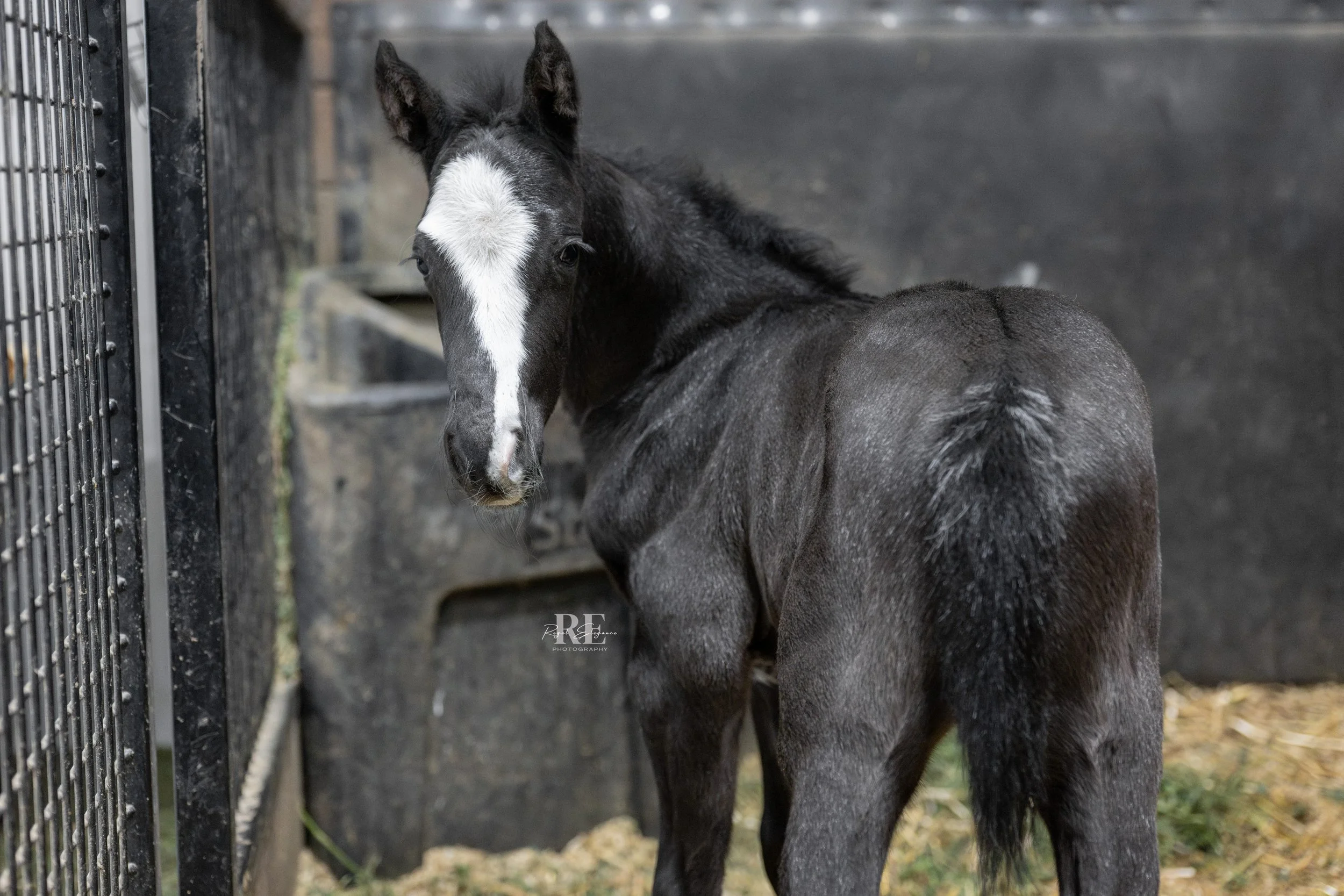 DSC_6372.jpg logo.jpg