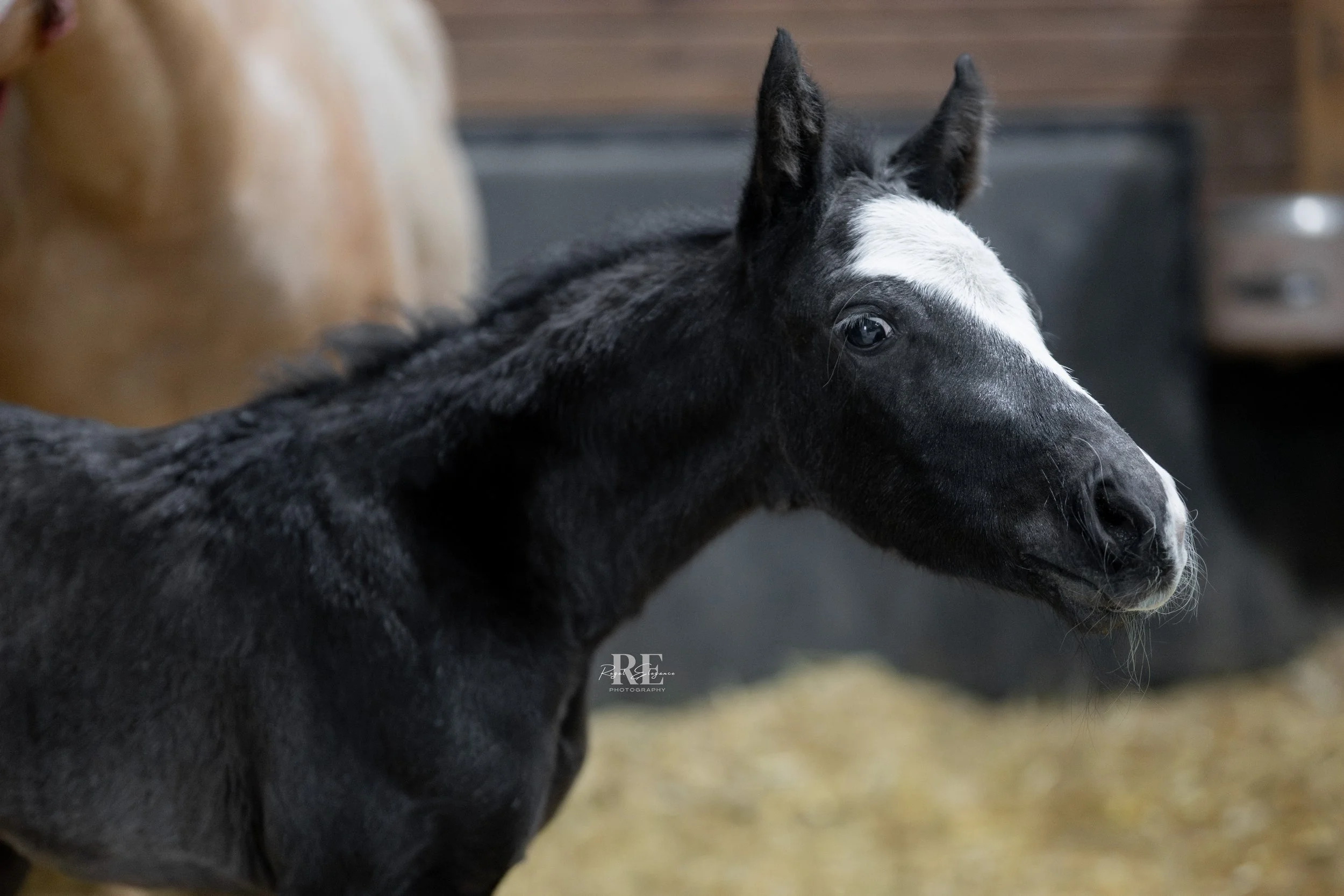 DSC_6452.jpg logo.jpg