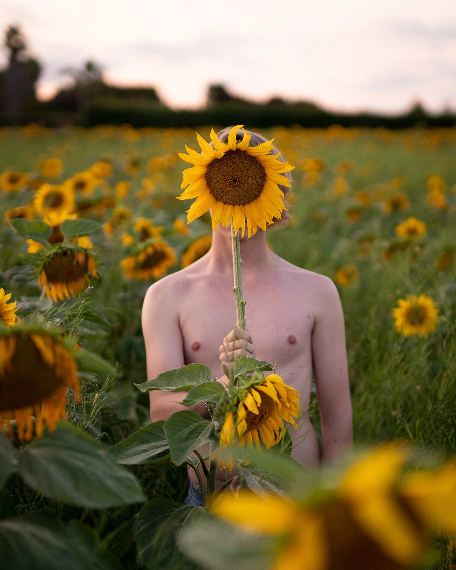 A model hiding his face behind a sunflower